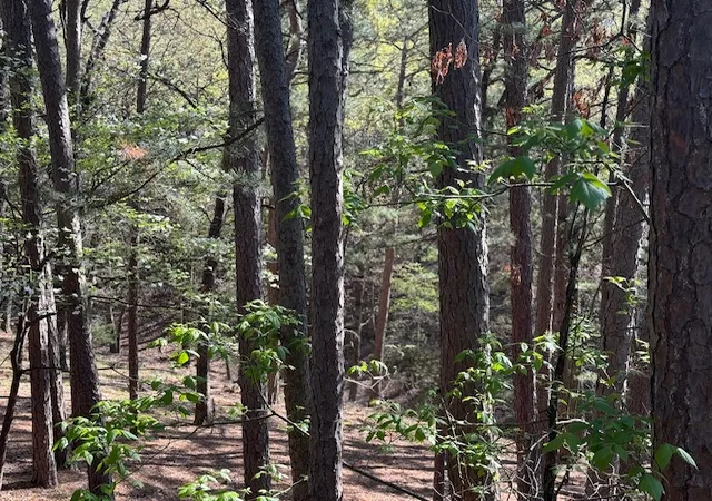 Homes for sale in Eureka Springs, AR | 40 E Mountain Dr, Eureka Springs, AR 72632 | MLS# 1343350
