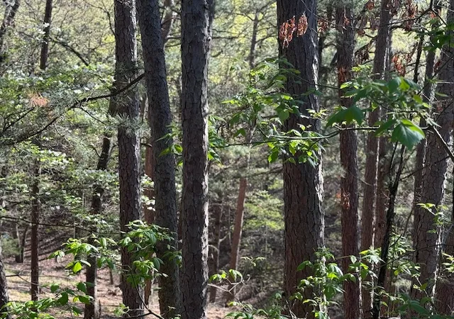 Homes for sale in Eureka Springs, AR | 40 E Mountain Dr, Eureka Springs, AR 72632 | MLS# 1343350