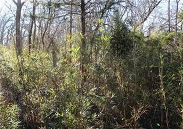 1st image of 275 W 22nd St, Fayetteville, AR 72701 | MLS# 1350883