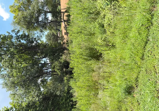 5th image of Sequoyah Wy, Russellville, AR 72801 | MLS# 1355063