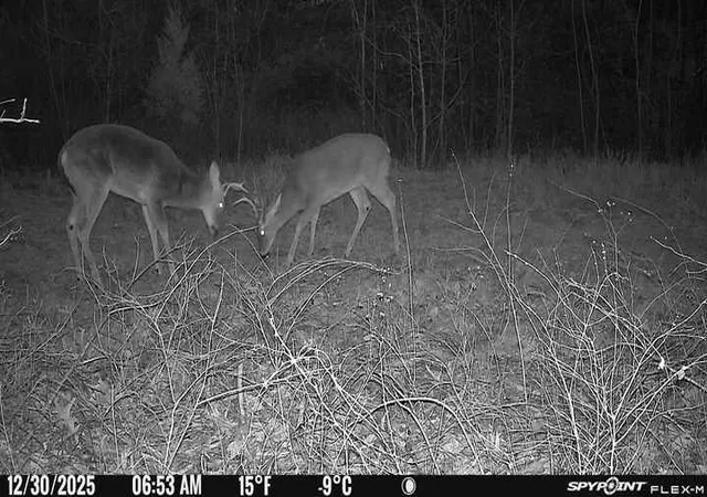 20th image of Tbd (24 Acres) Donkey Trl, Everton, AR 72633 | MLS# 1356347