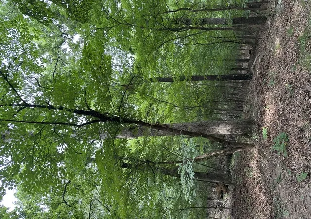 2nd image of 14315 Blue Mountain Rd, Prairie Grove, AR 72753 | MLS# 1357362