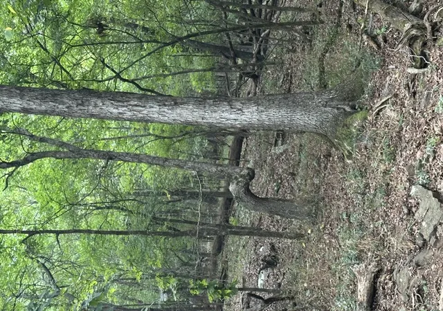 3rd image of 14315 Blue Mountain Rd, Prairie Grove, AR 72753 | MLS# 1357362