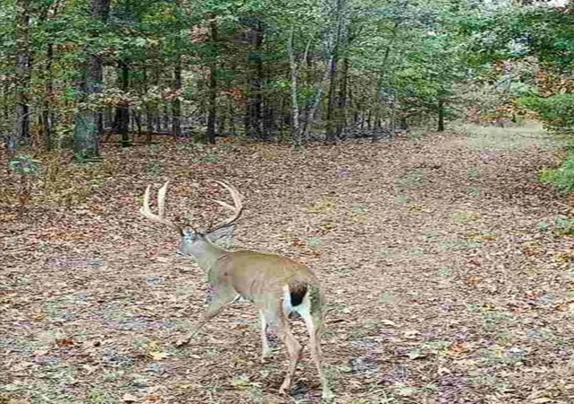 Photo 1 of Land for sale at 114 Acres Styles Rd, Noel, MO 64854 | MLS# 1363892 | Listing updated on 2026-10-03
