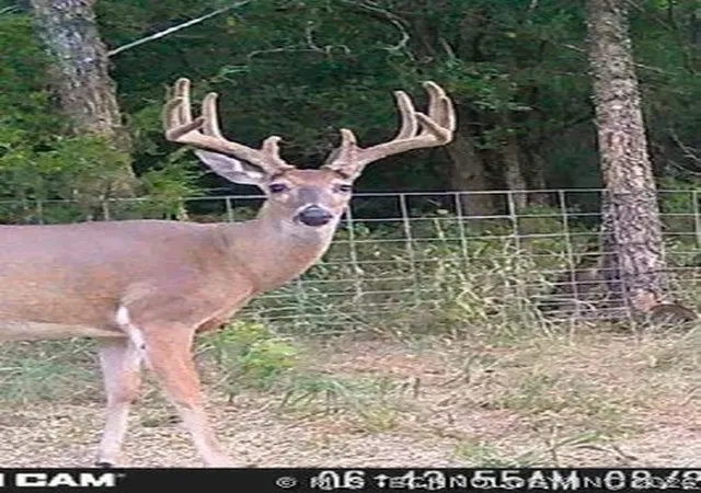 79th image of 37968 County Road 1590, Coalgate, OK 74538 | MLS# 2622713