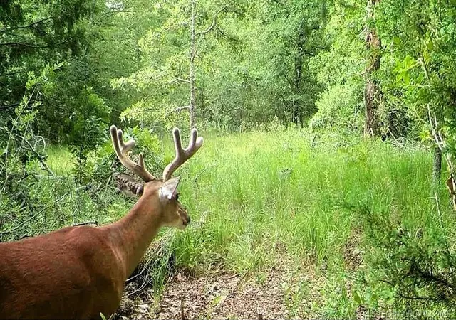Photo 1 of Land for sale at S Skylark Rd, Lane, OK 74555 | MLS# 2630252 | Listing updated on 2026-08-20