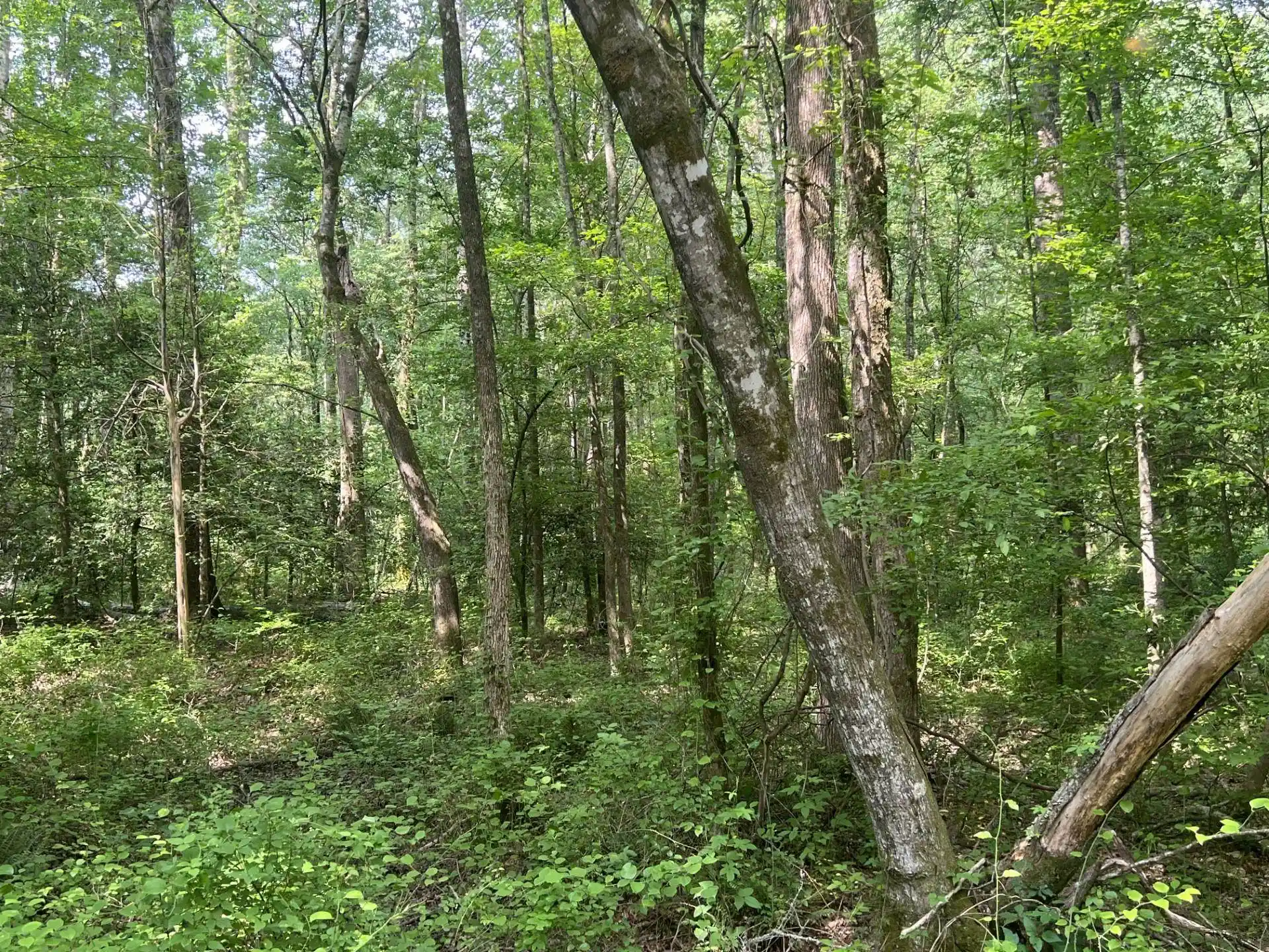 Homes for sale in Middleton, TN | West Fork Rd, Middleton, TN 38052 | MLS# 10173210