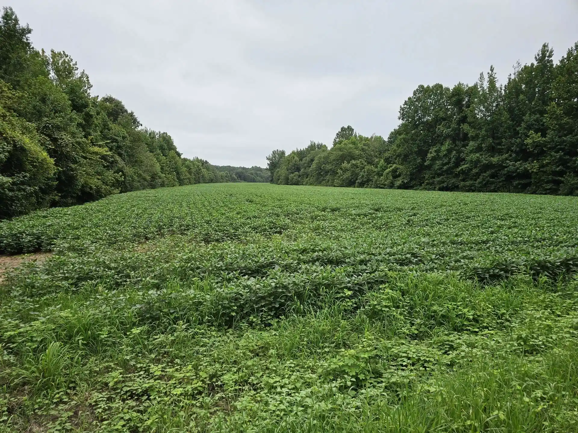 1st image of Hwy 125 Hwy, Henderson, TN 38340 | MLS# 10179487