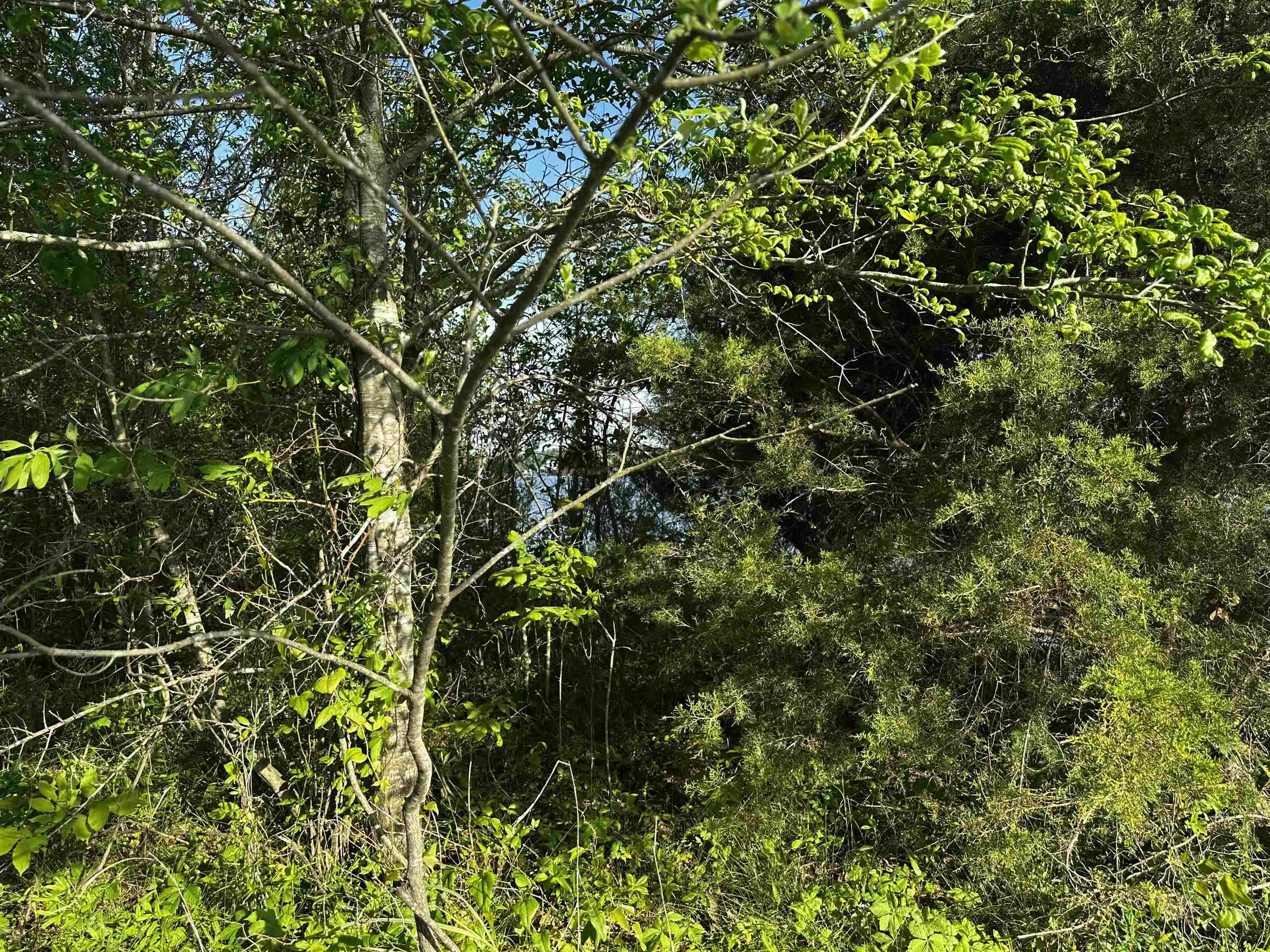 Photo 3 of Land for sale at Lot 31 Catfish Ln, Crump, TN 38327 | MLS# 10195862 | Listing updated on 2026-08-21