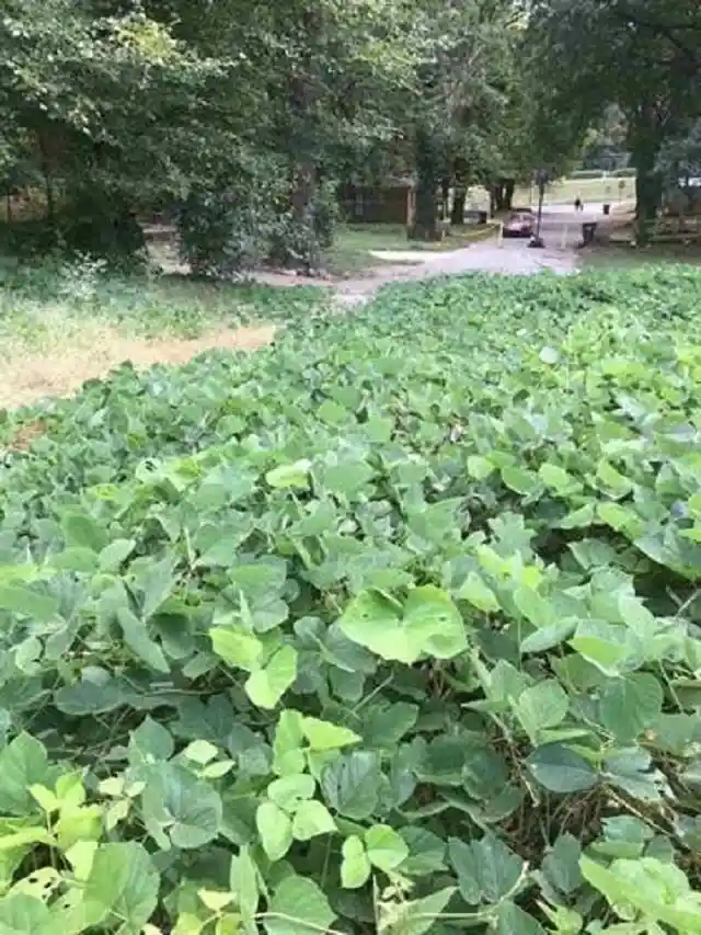 Photo 3 of Land for sale at 0 Niese St, Memphis, TN 38106 | MLS# 10200874 | Listing updated on 2026-04-01