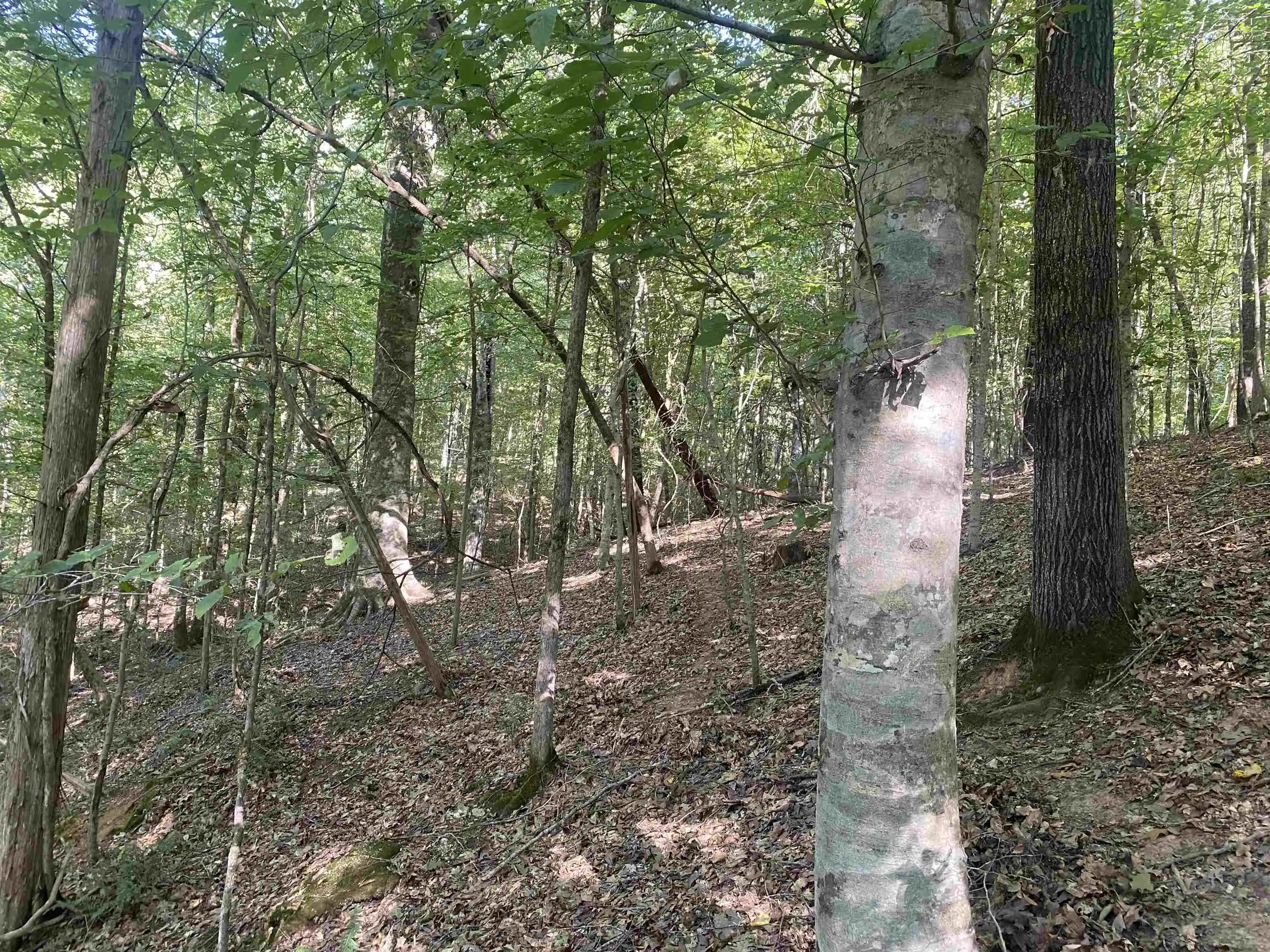 Photo 3 of Land for sale at 1 Friendship Loop, Savannah, TN 38372 | MLS# 10204604 | Listing updated on 2026-08-28
