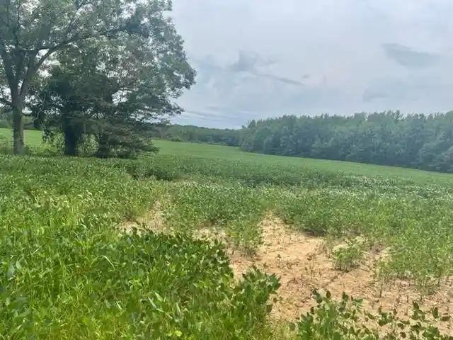 5th image of 0 Oscar Lane Ln, Middleton, TN 38052 | MLS# 10207771