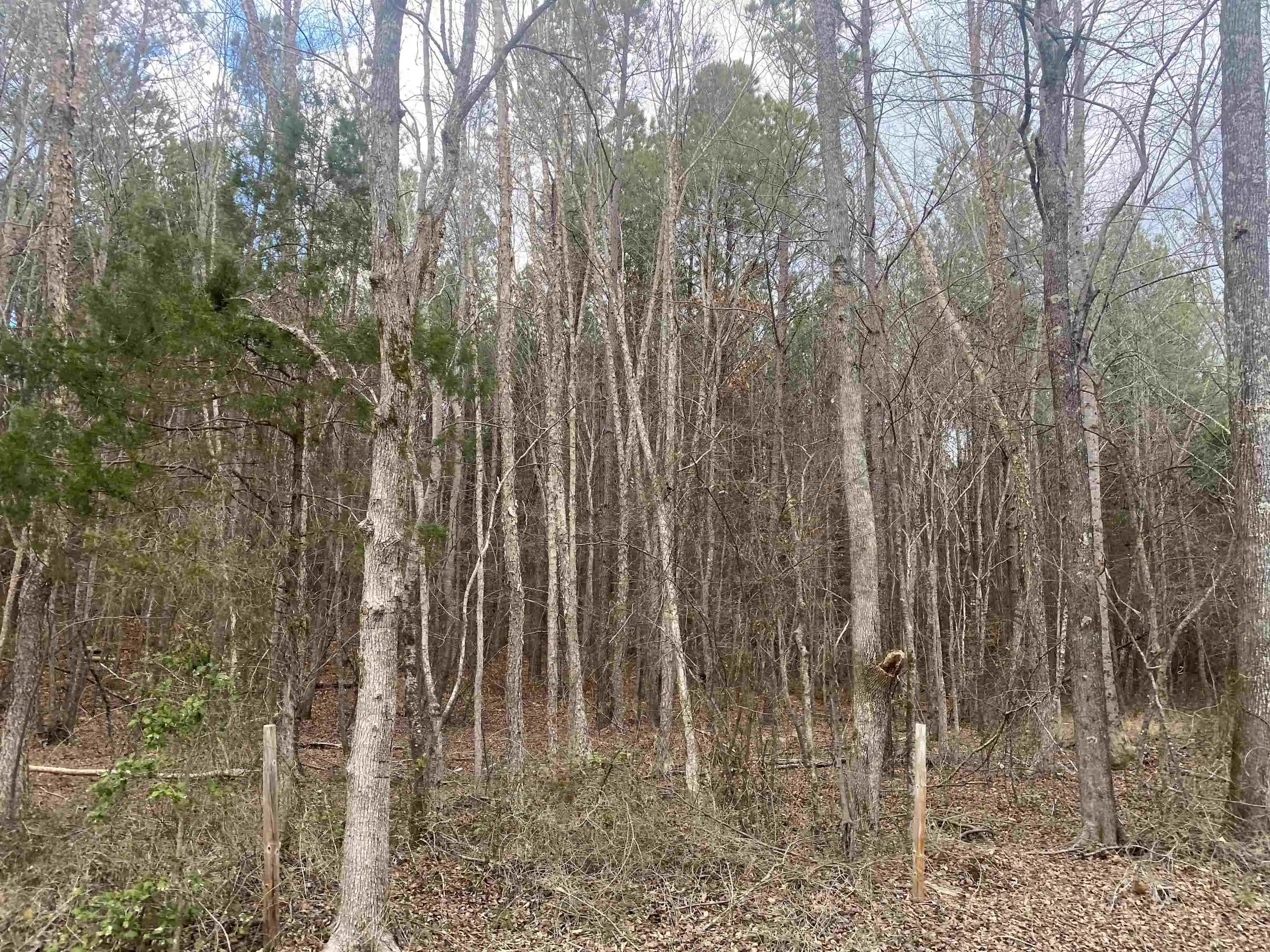 4th image of 9 Rose Creek Rd, Selmer, TN 38375 | MLS# 10211600