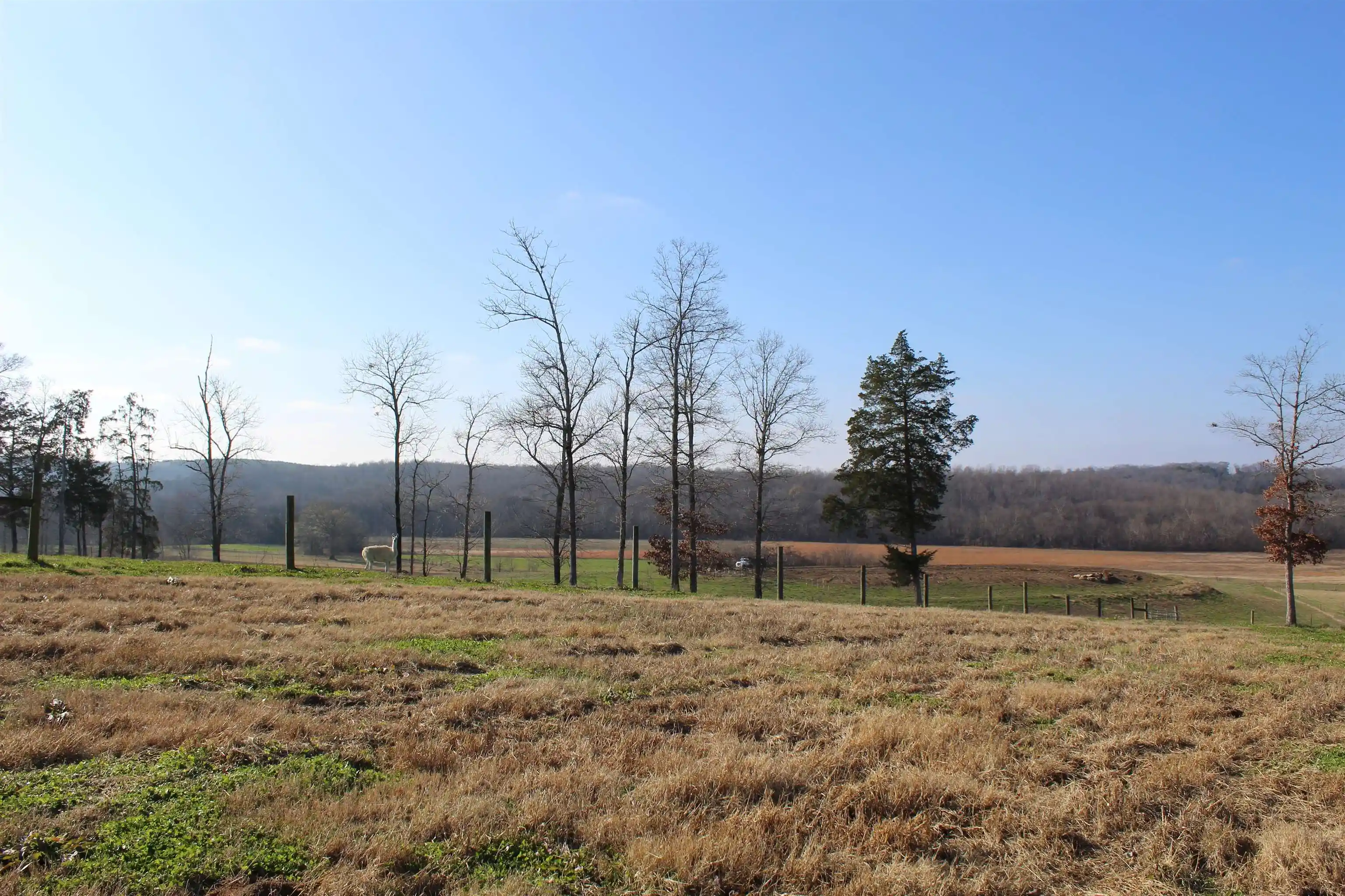 Photo 4 of Land for sale at 1275 Nance Bnd Rd, Clifton, TN 38425 | MLS# 10212645 | Listing updated on 2026-09-13