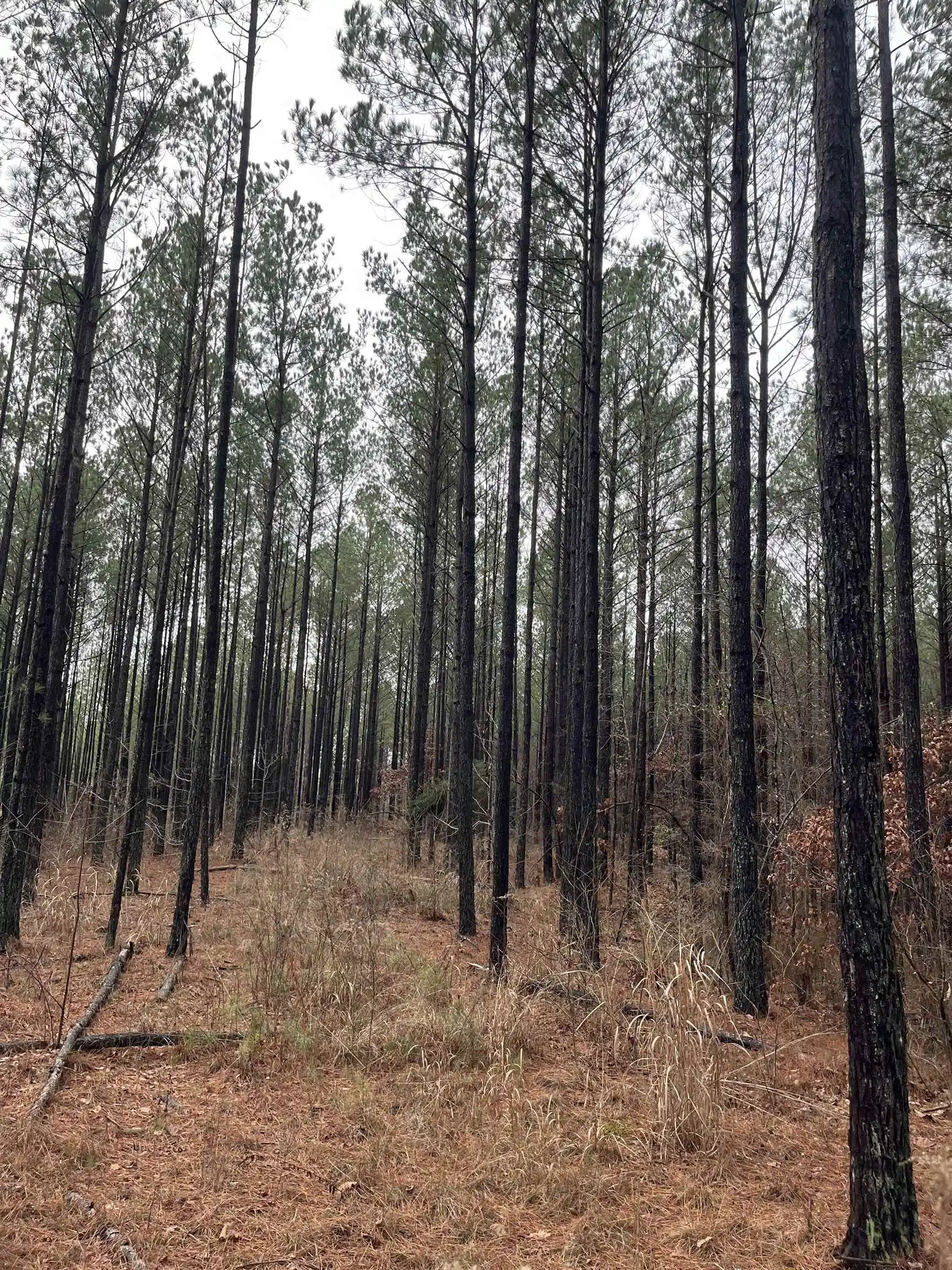 4th image of 0 Cr 324 Rd, Iuka, MS 38852 | MLS# 10213648