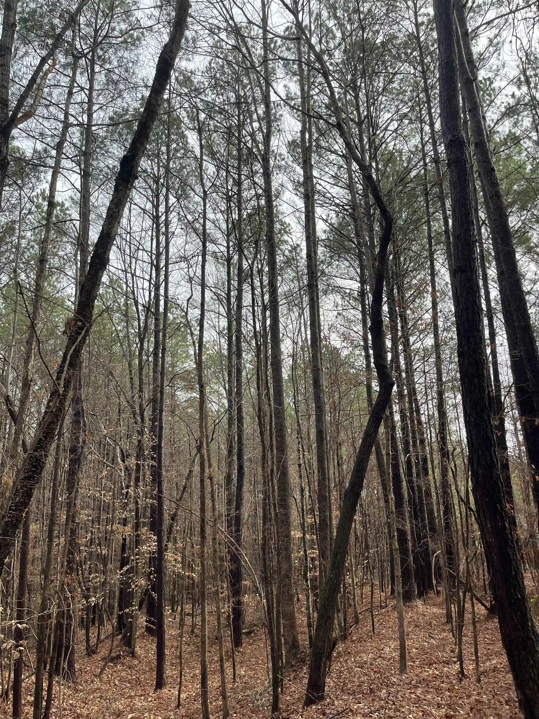 11th image of 0 Cr 324 Rd, Iuka, MS 38852 | MLS# 10213648