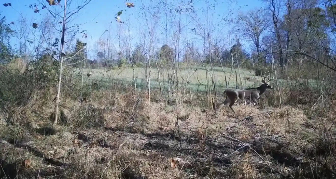 33rd image of 00 Hunters Trace Dr, Ripley, TN 38063 | MLS# 10218235