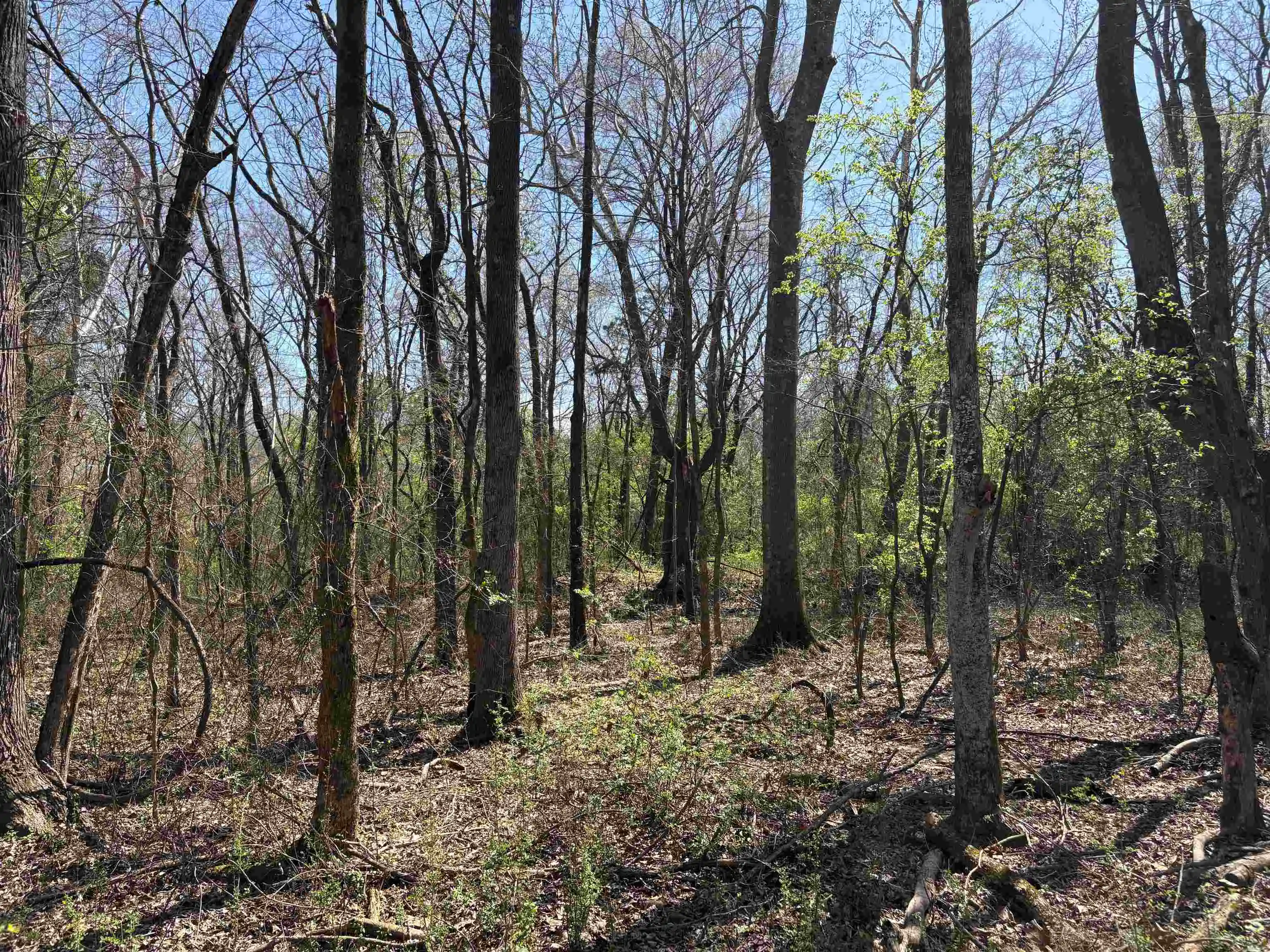 3rd image of 16055 Hwy 76 Hwy, Somerville, TN 38068 | MLS# 10218967