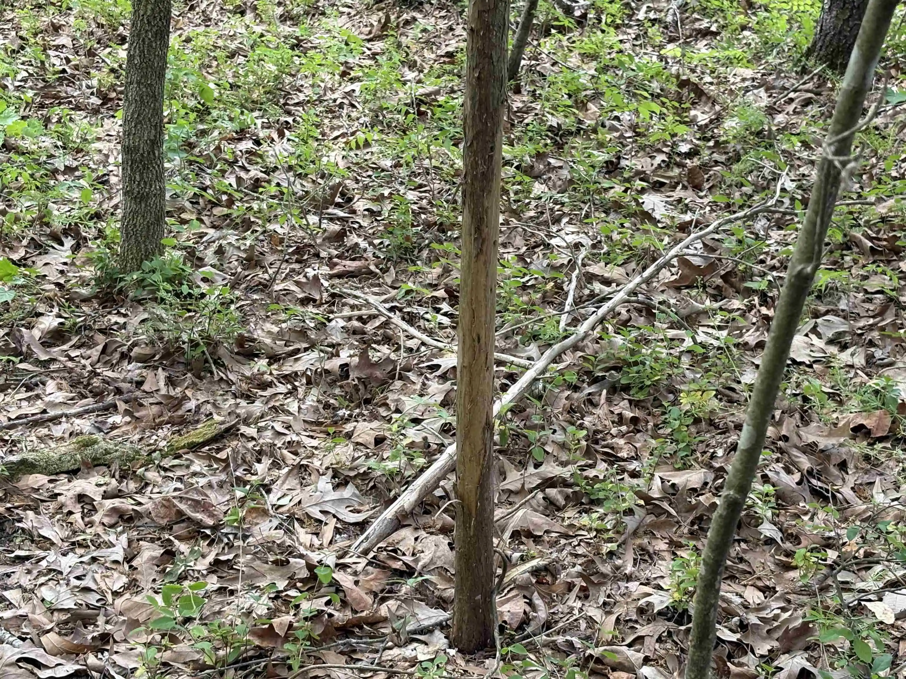 2nd image of 0 N Osborntown Rd #60, Arlington, TN 38002 | MLS# 10219763