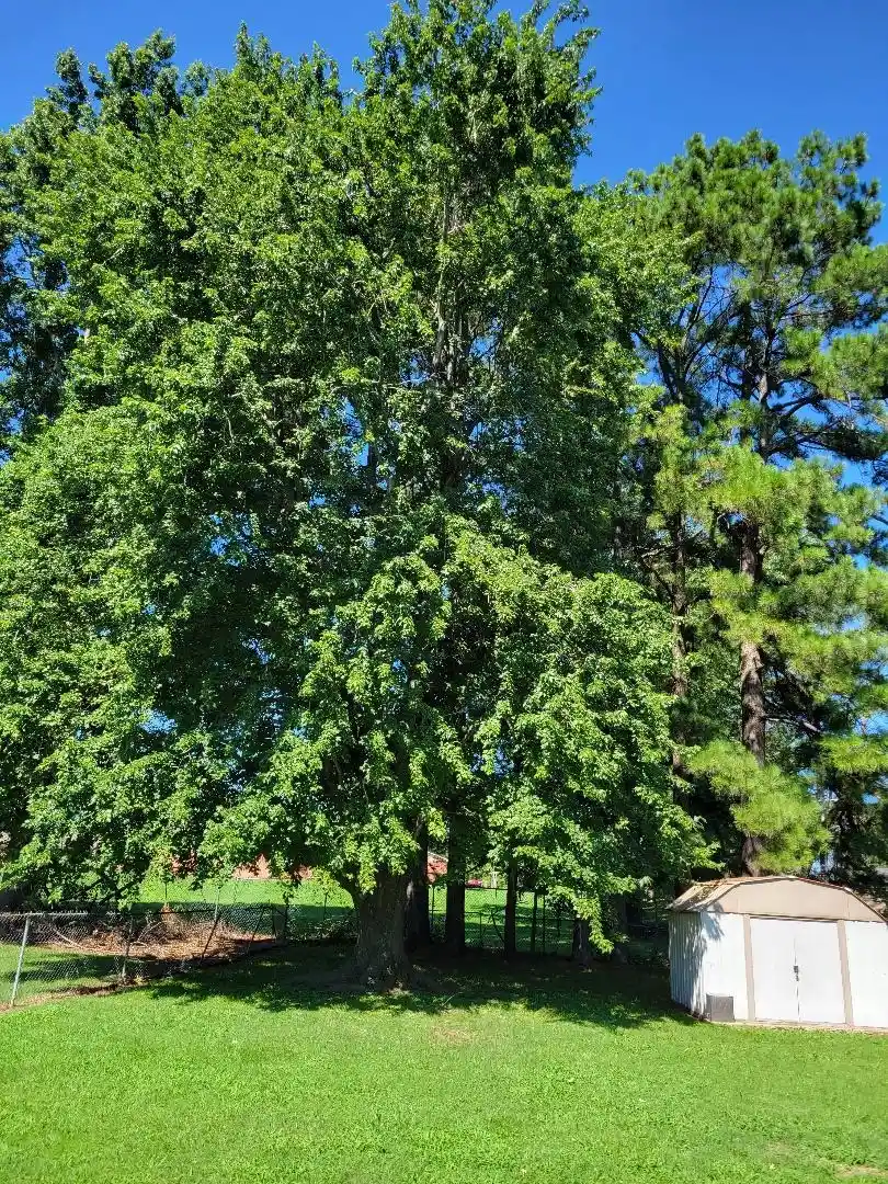 5th image of 747 Best St, Covington, TN 38019 | MLS# 10220438