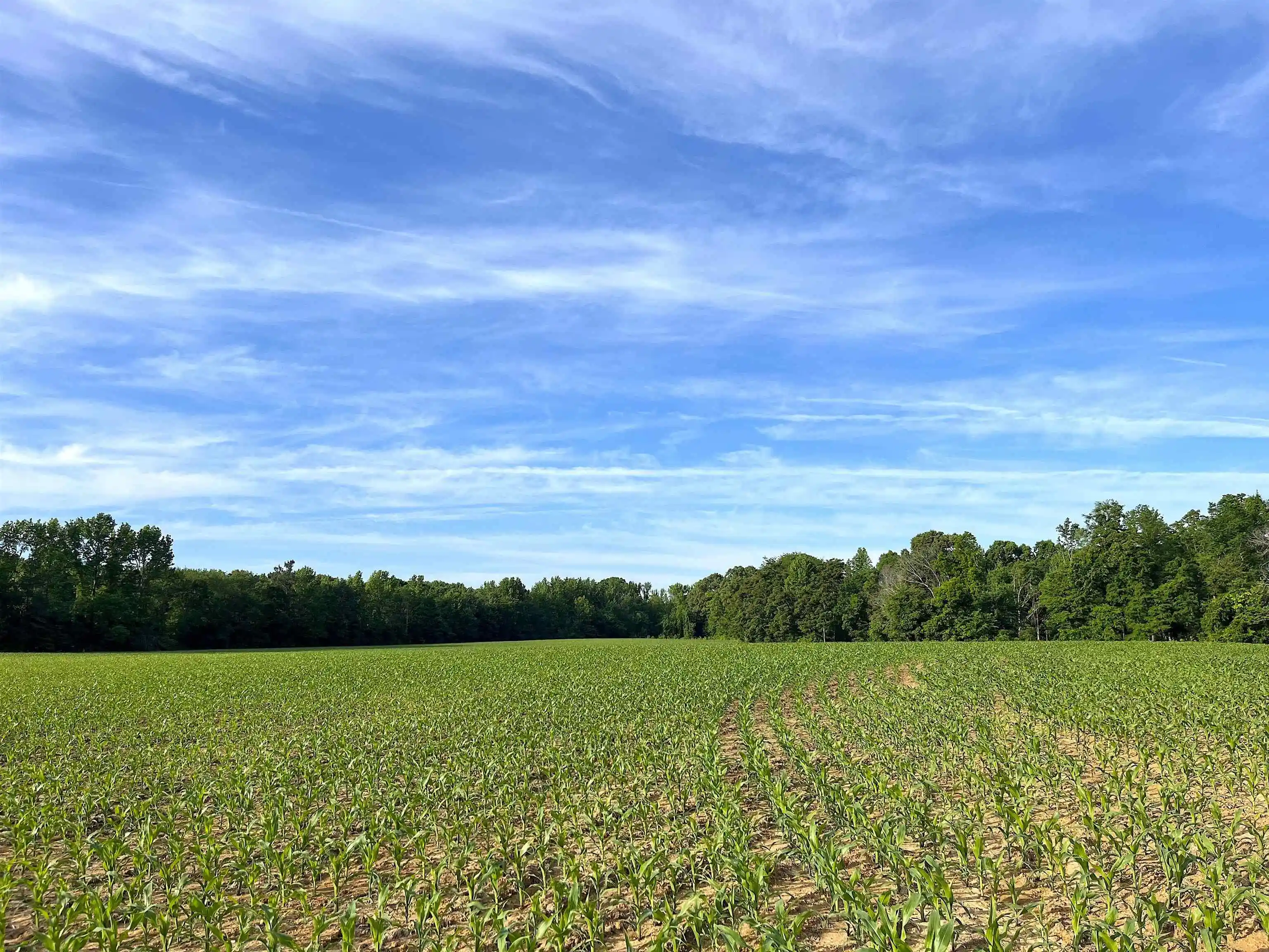 Homes for sale in Bolivar, TN | 11385 18 Hwy, Bolivar, TN 38008 | MLS# 10220844