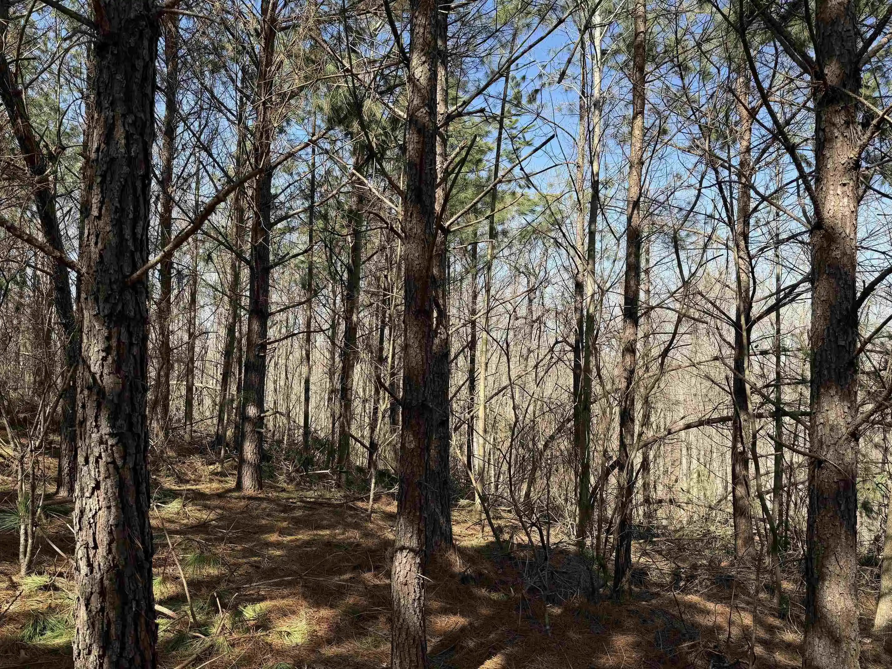 3rd image of 6 Pyburn Dr, Savannah, TN 38372 | MLS# 10220873