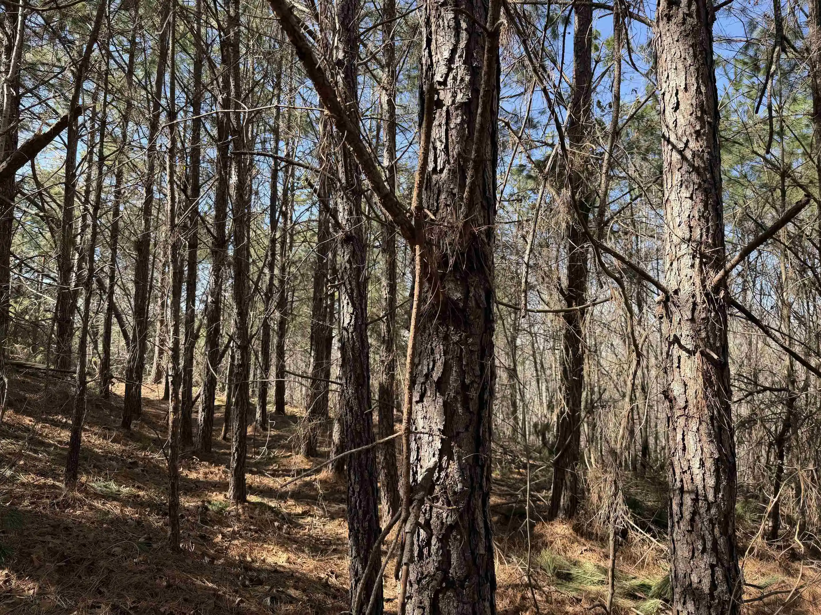 5th image of 6 Pyburn Dr, Savannah, TN 38372 | MLS# 10220873