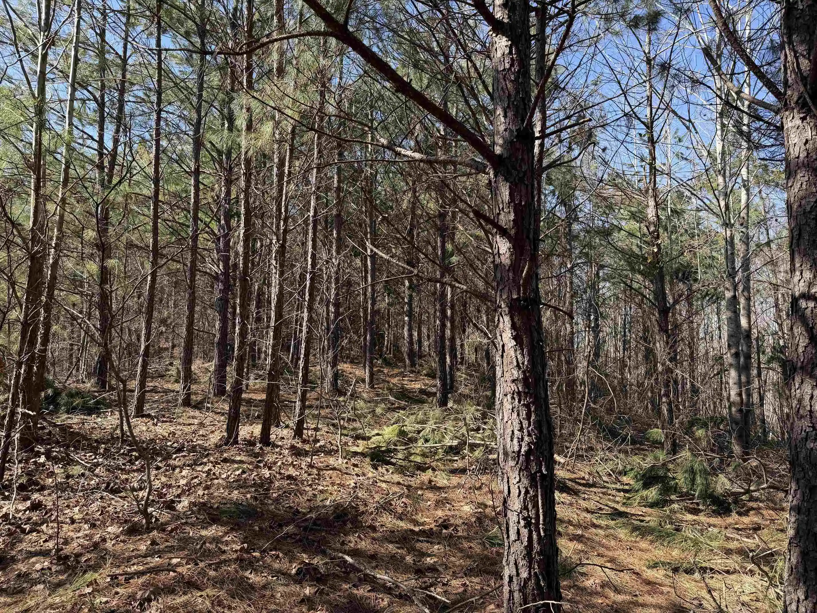 20th image of 6 Pyburn Dr, Savannah, TN 38372 | MLS# 10220873