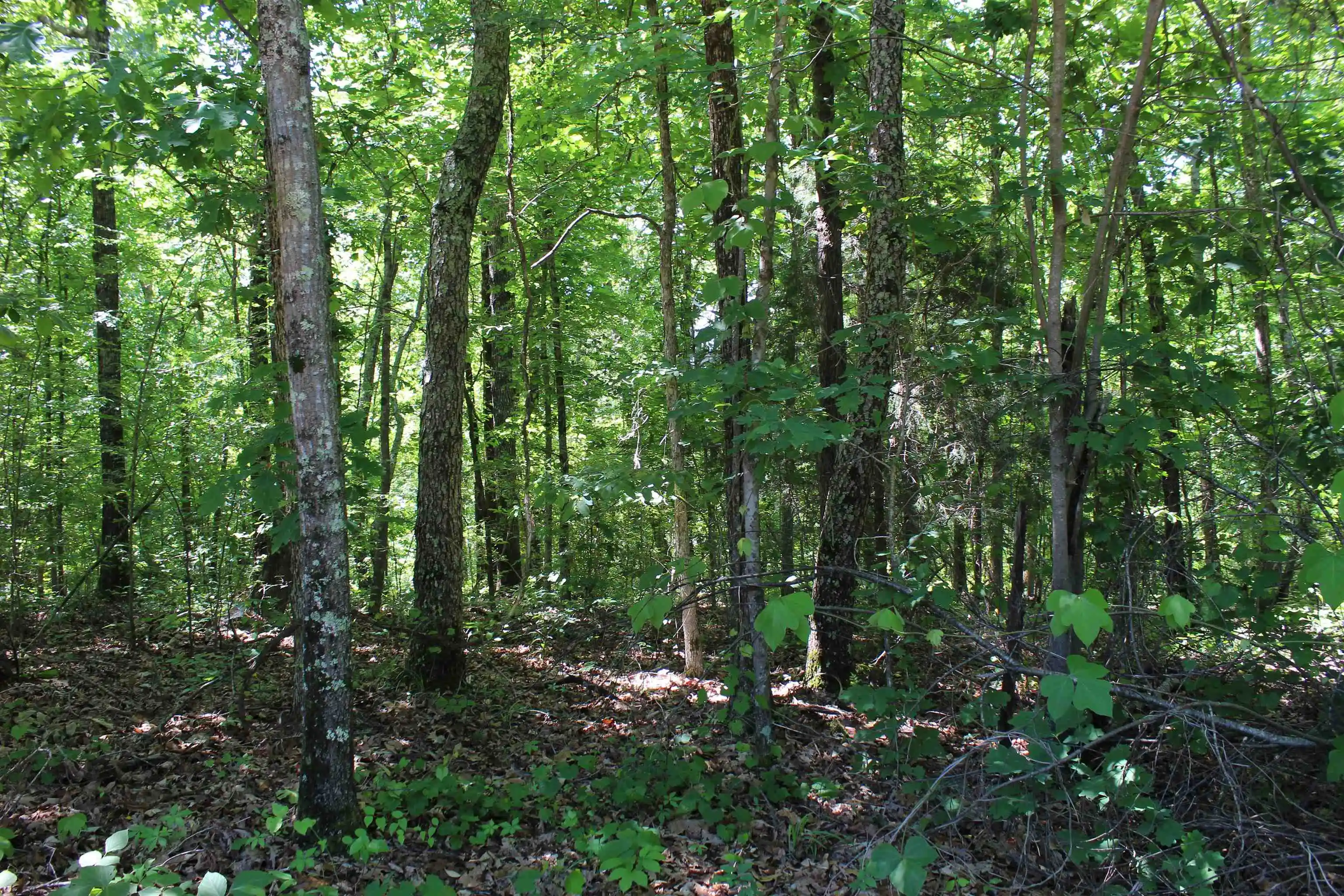Homes for sale in Toone, TN | 000 Ebenezer Rd, Toone, TN 38381 | MLS# 10222176