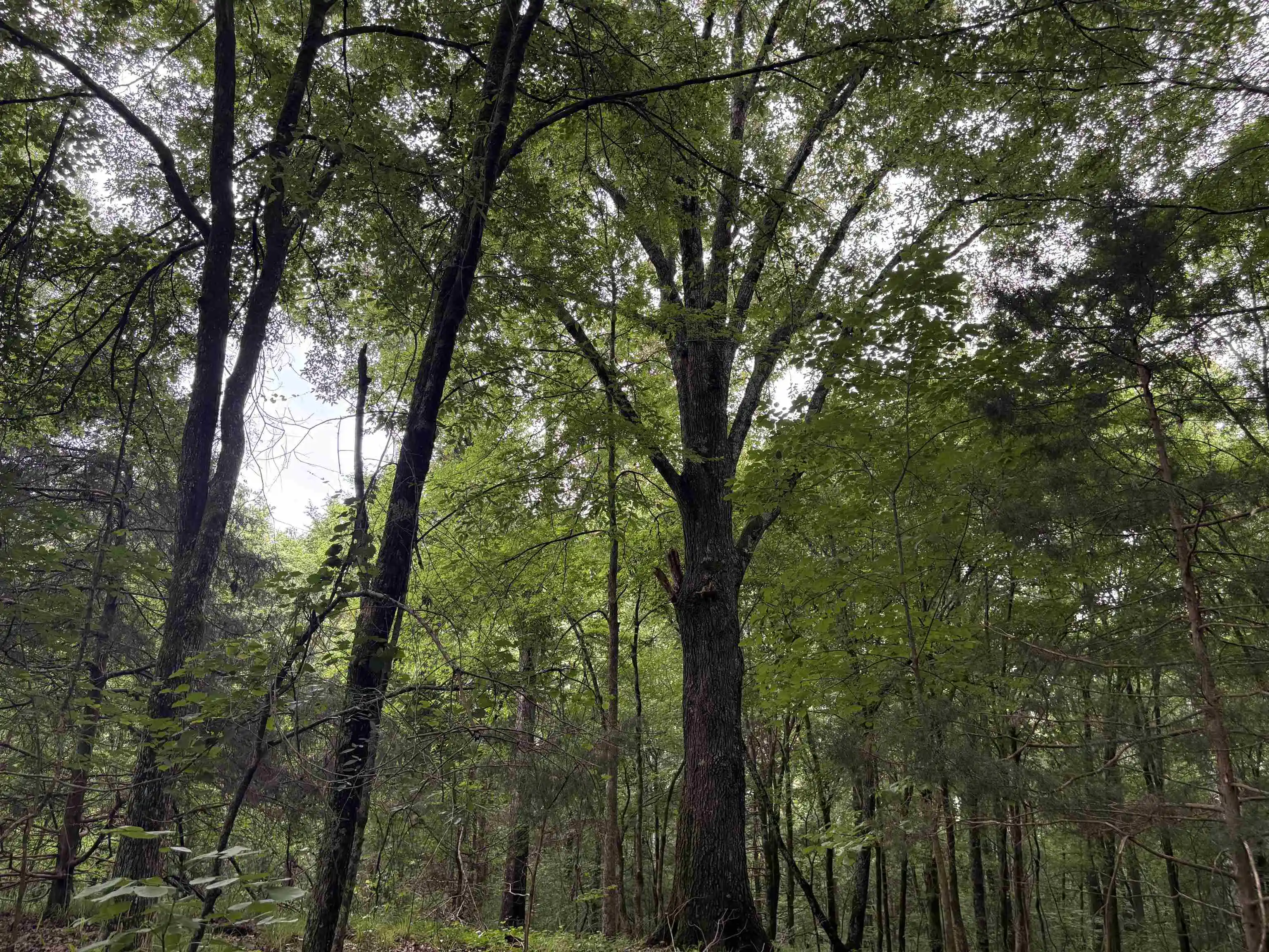 Photo 1 of Land for sale at 0 Rocky Point Rd, Cordova, TN 38018 | MLS# 10222728 | Listing updated on 2026-07-02