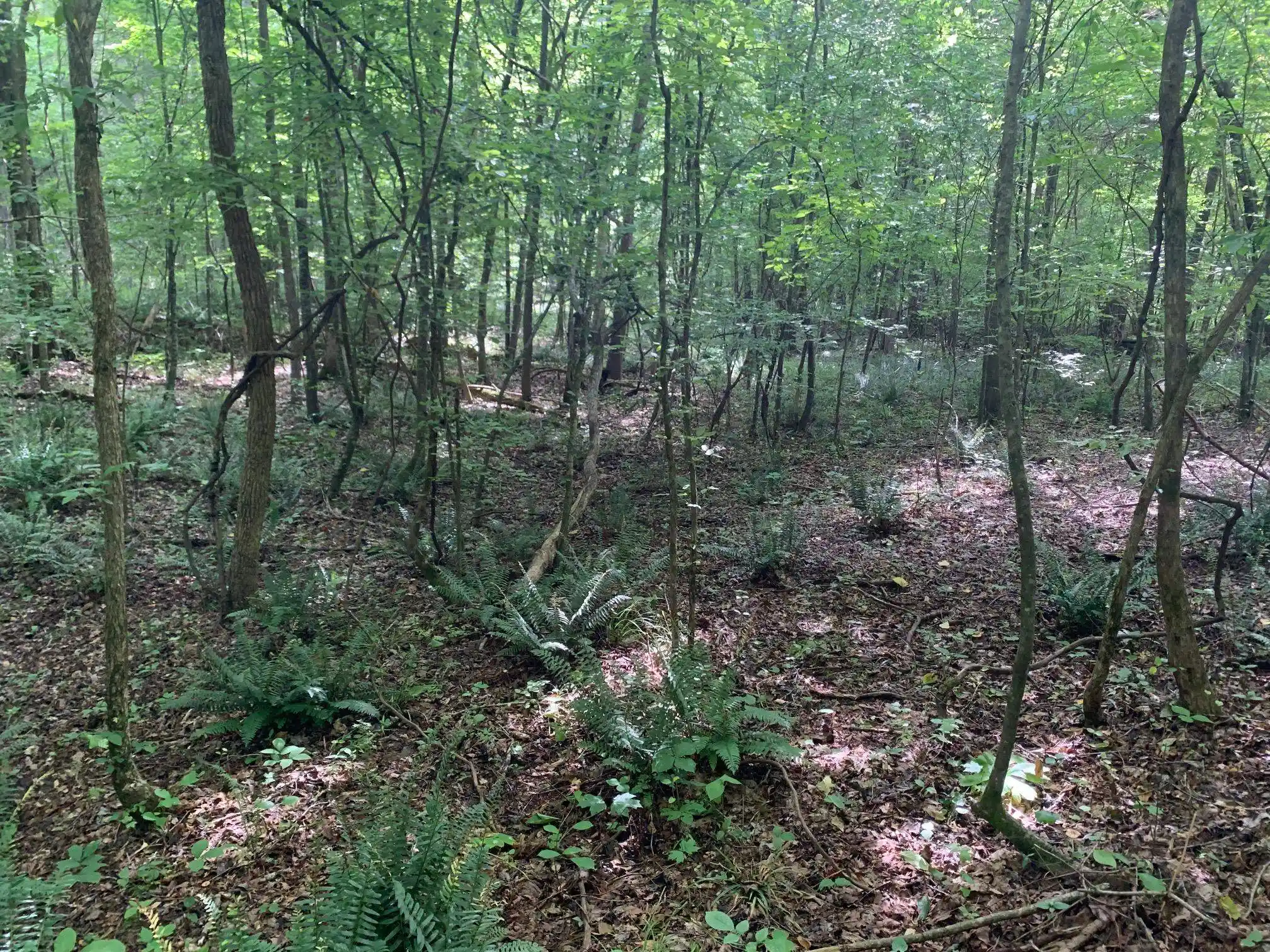 2nd image of Cave Holw Ln, Savannah, TN 38372 | MLS# 10223038
