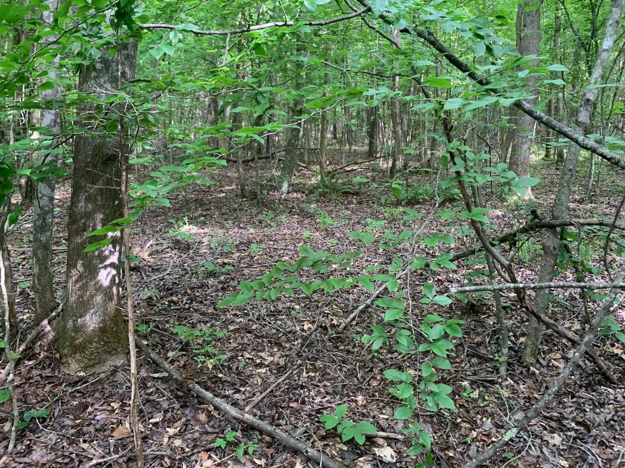 Photo 3 of Land for sale at Cave Hollow Ln, Savannah, TN 38372 | MLS# 10223038 | Listing updated on 2026-08-13