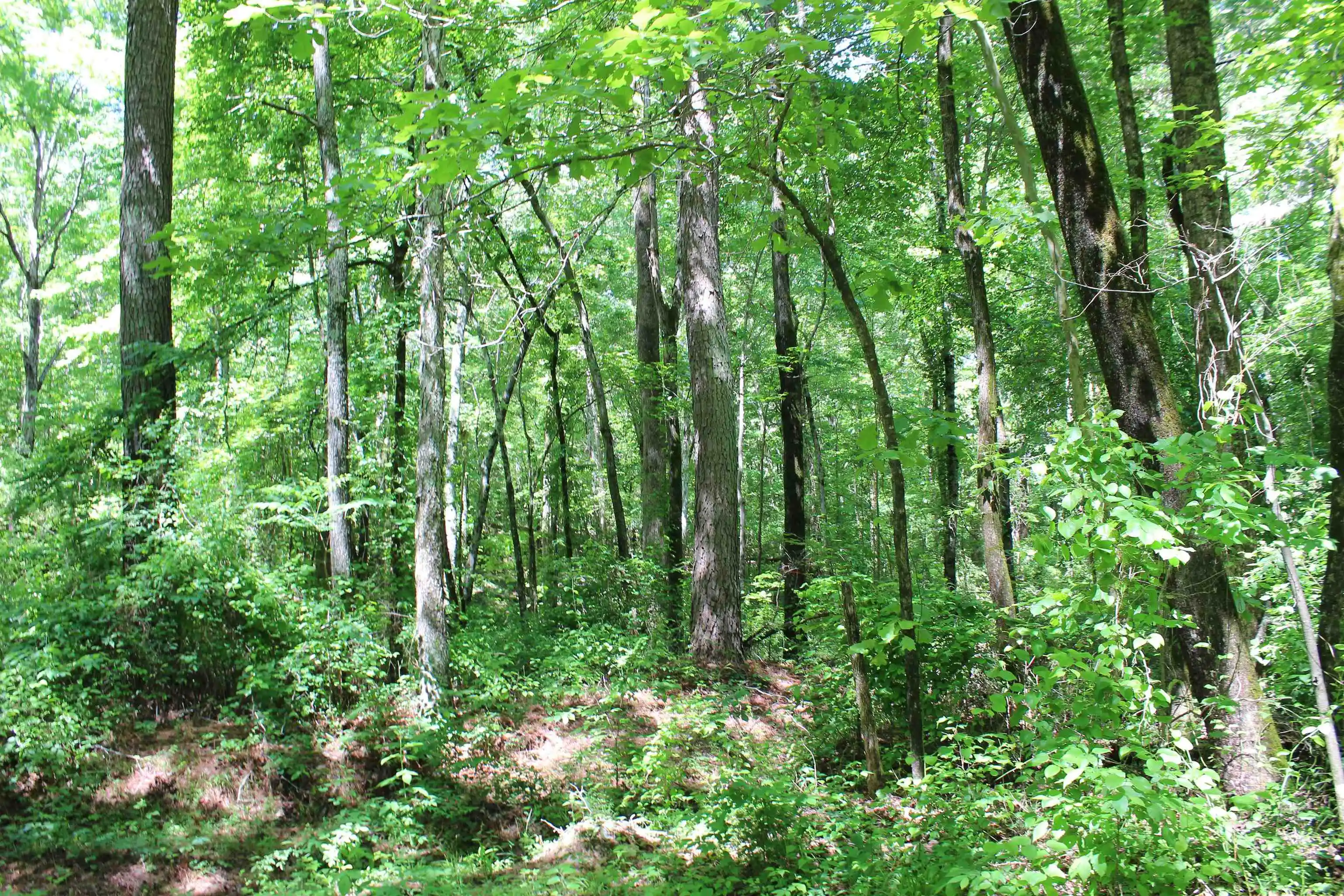 Homes for sale in Bolivar, TN | 0 Silerton Rd, Bolivar, TN 38008 | MLS# 10223158