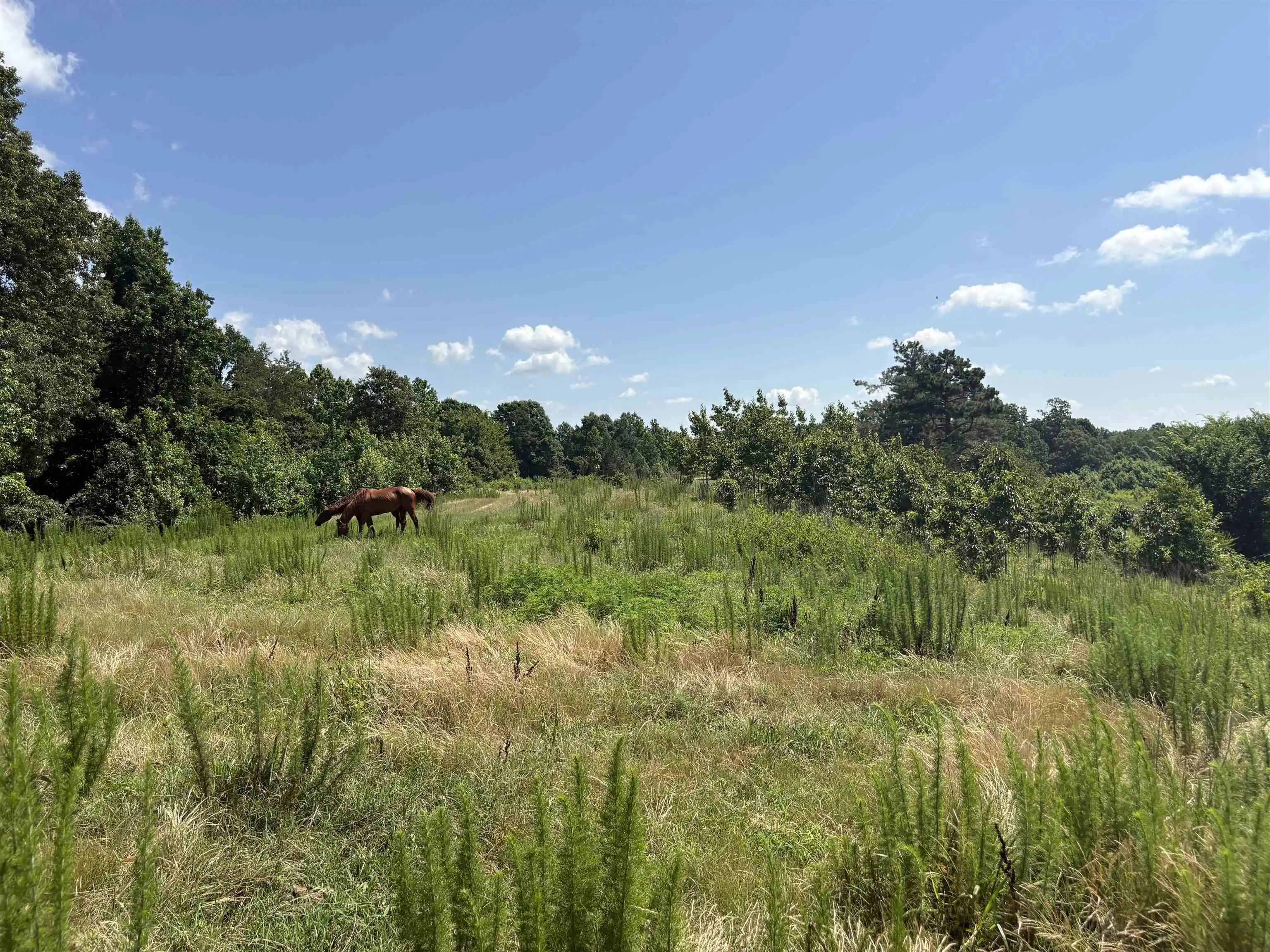 2nd image of 0 Beauty Hill Rd #Lot 2, Bethel Springs, TN 38315 | MLS# 10223459