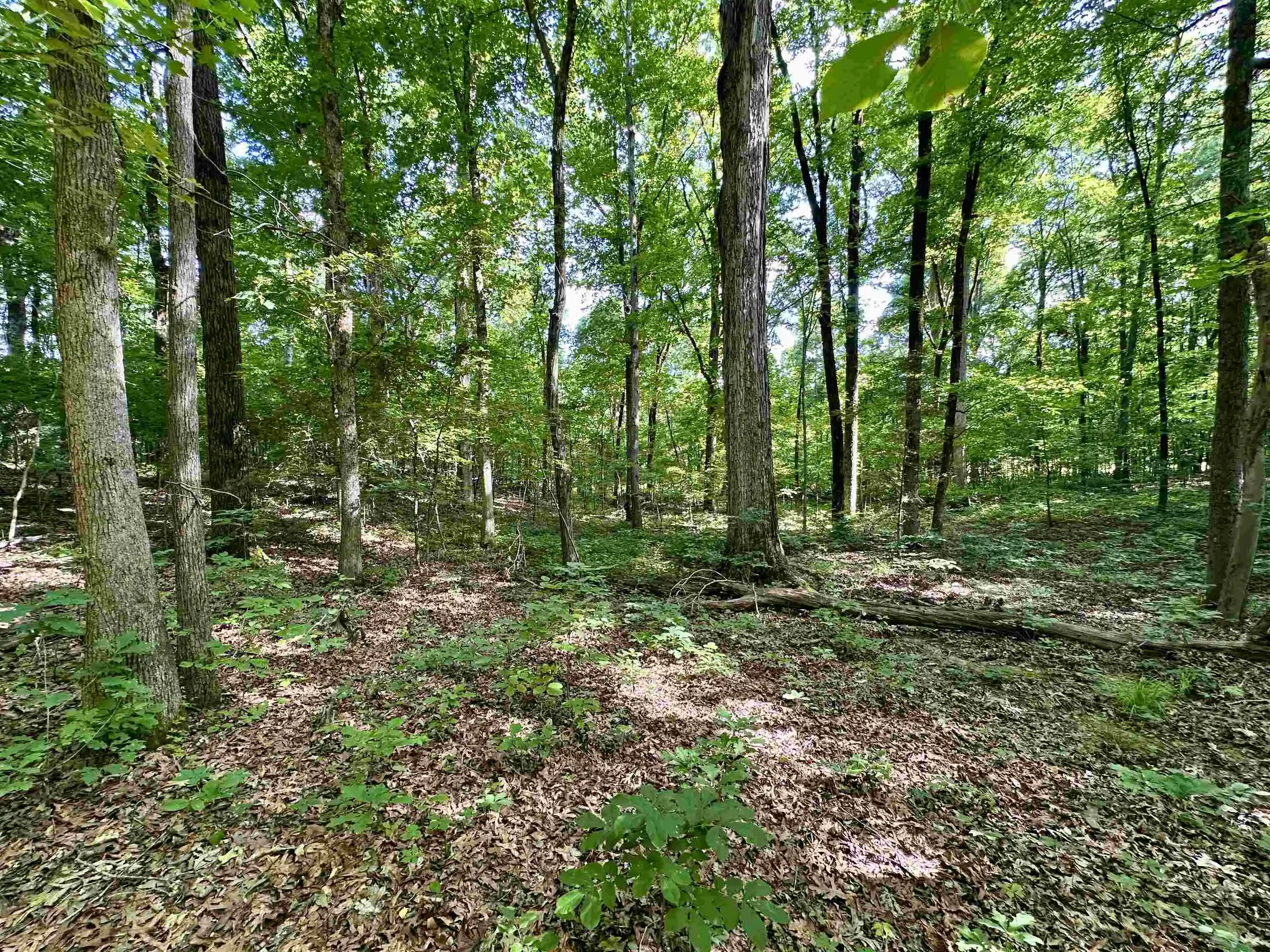 Homes for sale in Williston, TN | 1465 Bobbitt Rd, Williston, TN 38076 | MLS# 10223915