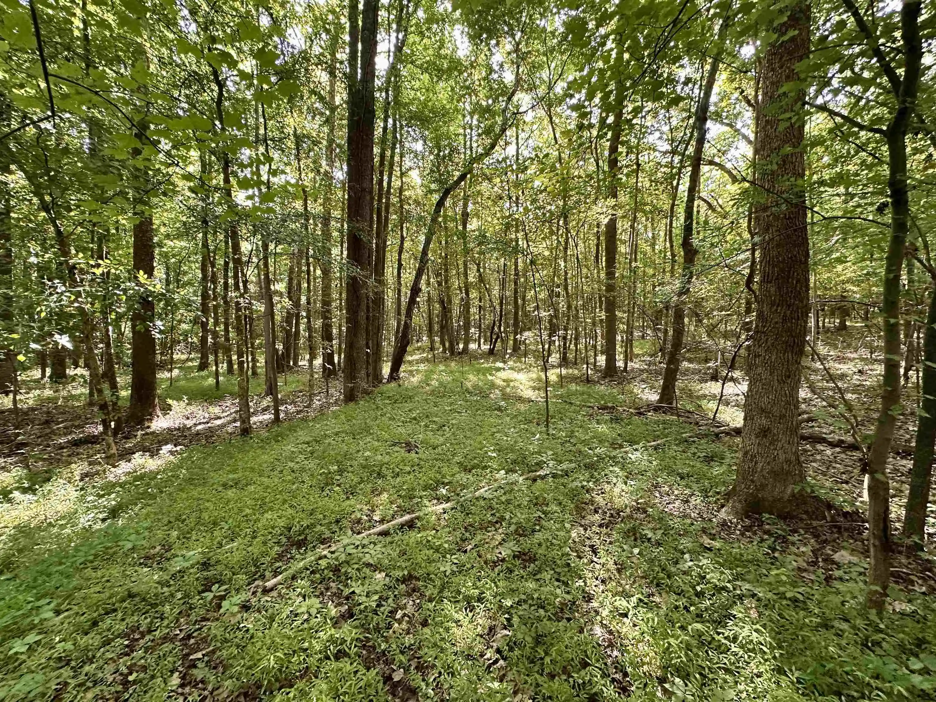 Homes for sale in Williston, TN | 1465 Bobbitt Rd, Williston, TN 38076 | MLS# 10223915