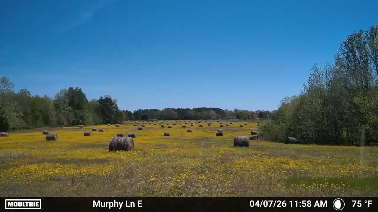 Homes for sale in Whiteville, TN | 980 Murphy Ln, Whiteville, TN 38075 | MLS# 10224493