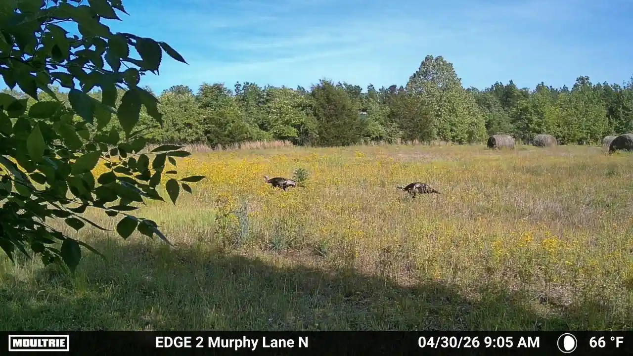 Homes for sale in Whiteville, TN | 980 Murphy Ln, Whiteville, TN 38075 | MLS# 10224493