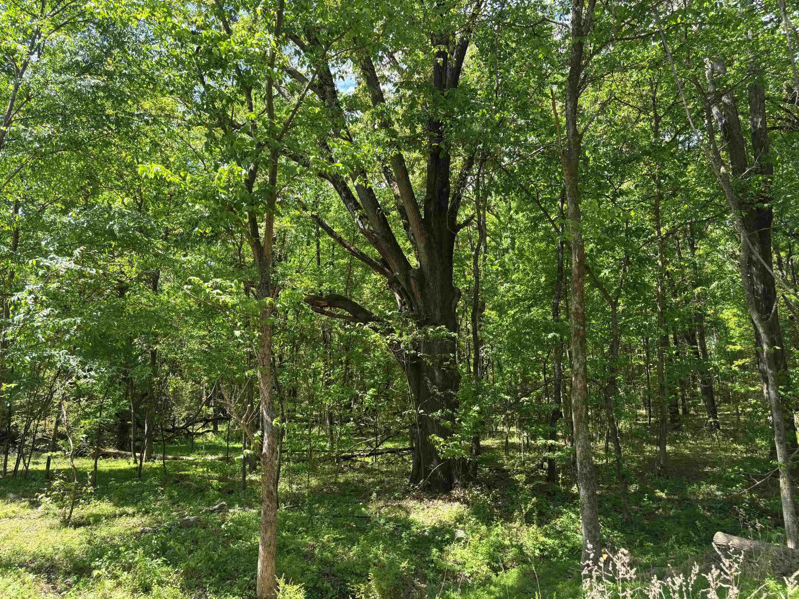 Homes for sale in Arlington, TN | 0 N Osborntown Rd #Tract 2 - 30 Acres, Arlington, TN 38002 | MLS# 10224533