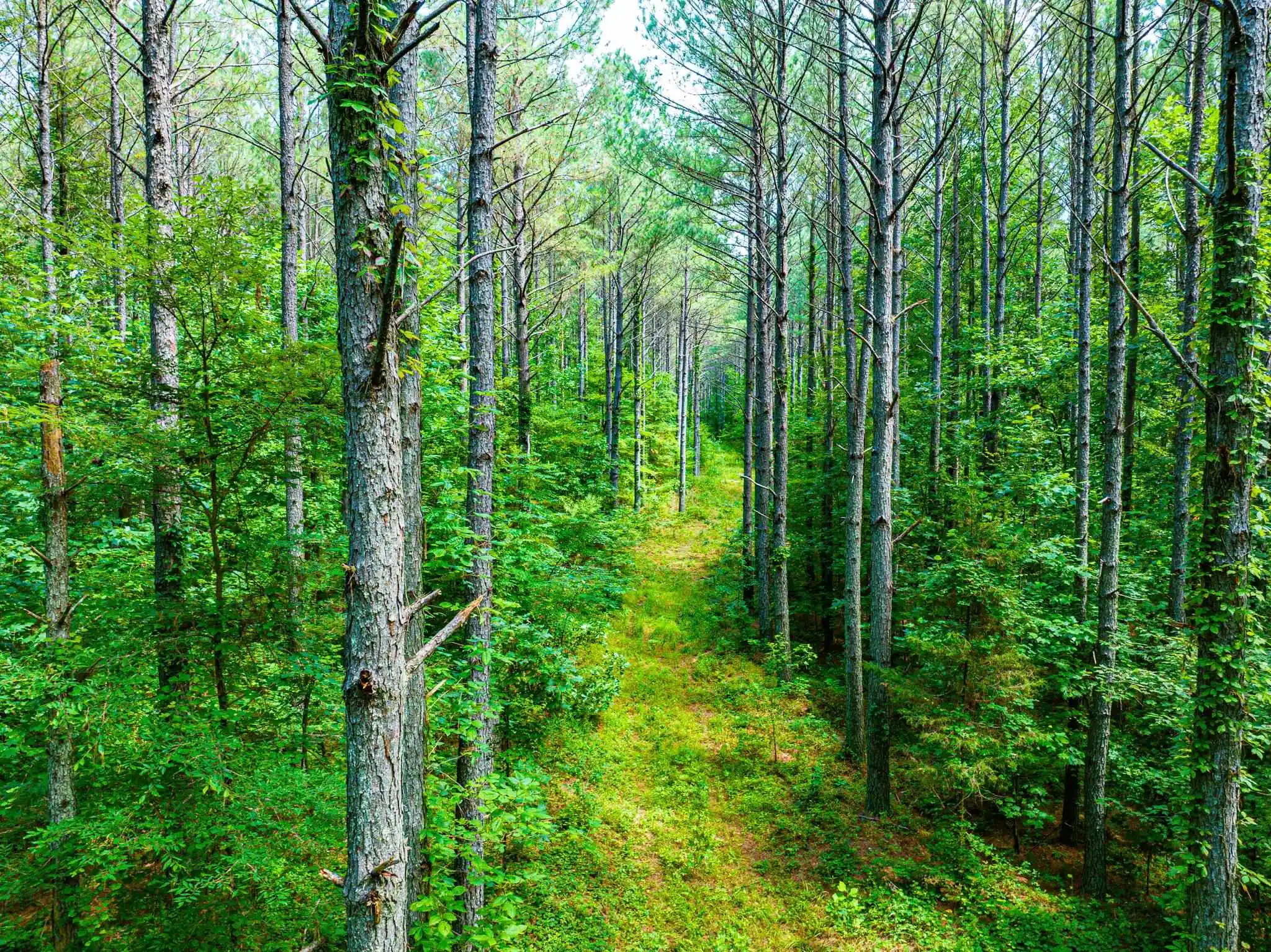 Photo 2 of Land for sale at 0 192 Highway, Holladay, TN 38341 | MLS# 10225766 | Listing updated on 2026-07-31