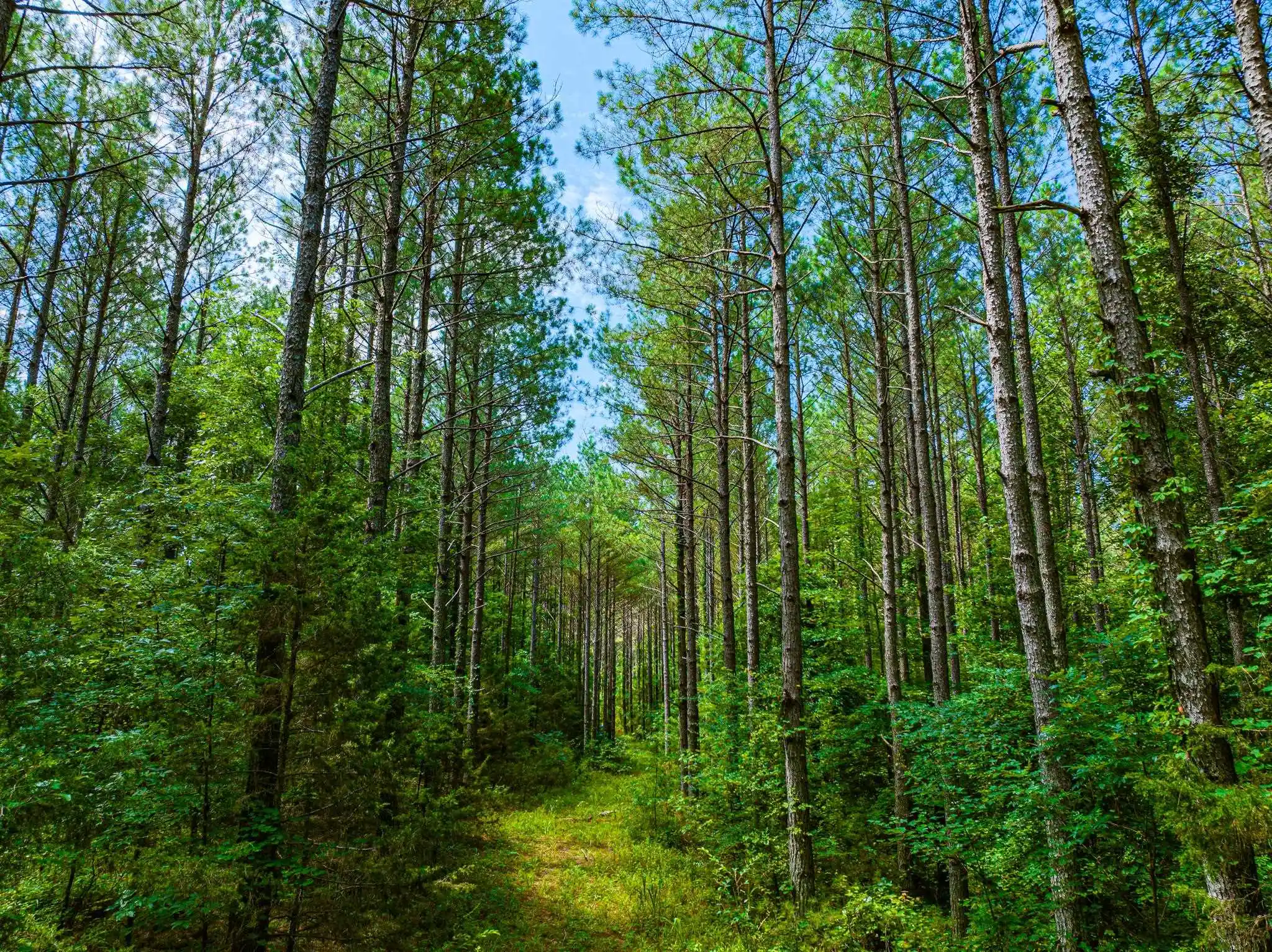Photo 3 of Land for sale at 0 192 Highway, Holladay, TN 38341 | MLS# 10225766 | Listing updated on 2026-07-31