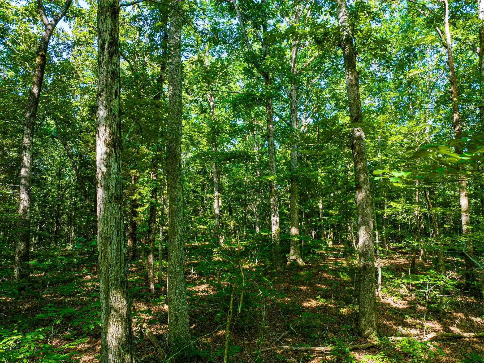 Photo 4 of Land for sale at 0 192 Highway, Holladay, TN 38341 | MLS# 10225766 | Listing updated on 2026-07-31