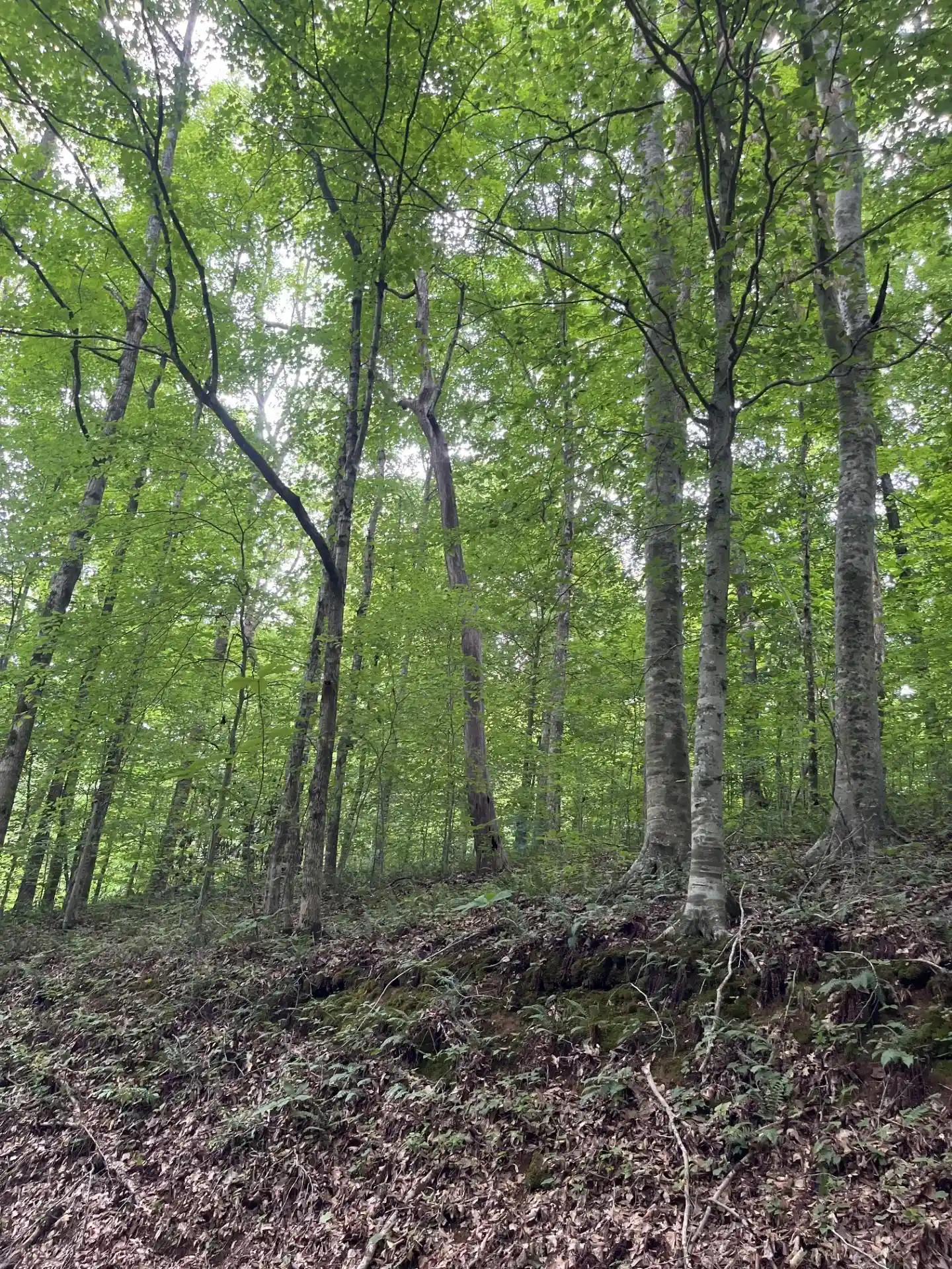 Photo 4 of Land for sale at 899 El Smith Rd, Monroe, TN 38573 | MLS# 10225771 | Listing updated on 2026-07-21