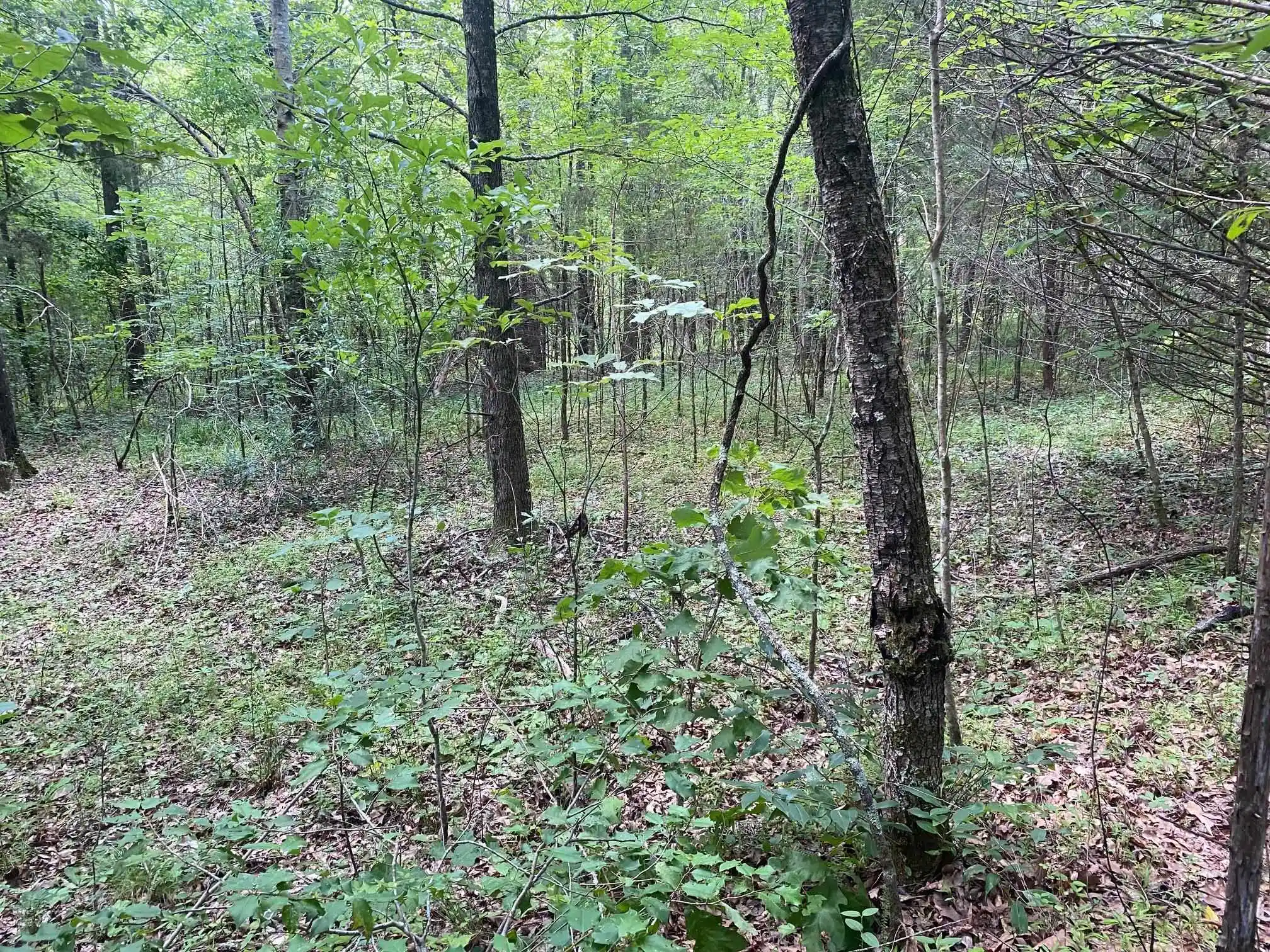 1st image of Leonard Ln, Bethel Springs, TN 38315 | MLS# 10225787