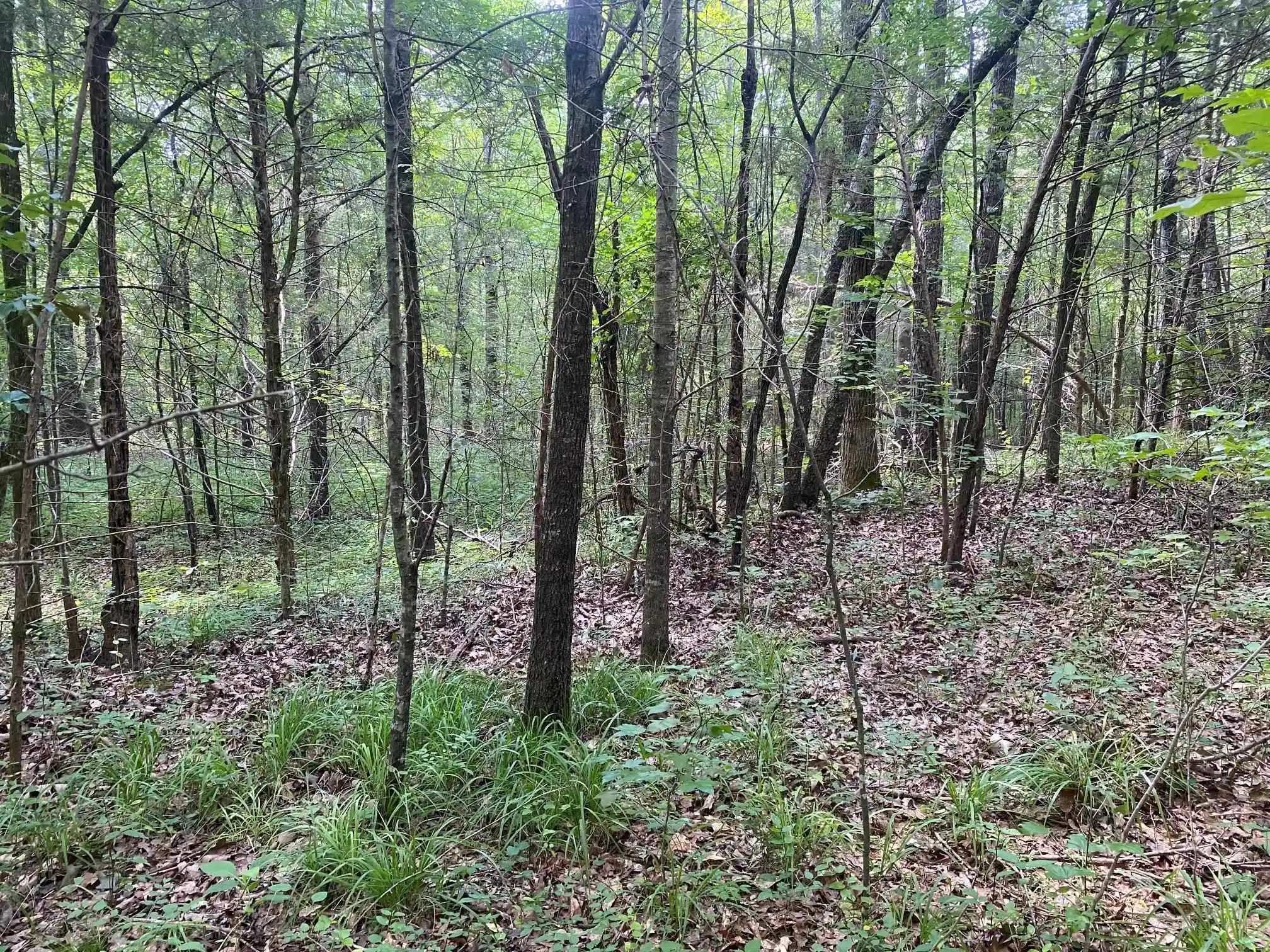 2nd image of Leonard Ln, Bethel Springs, TN 38315 | MLS# 10225787