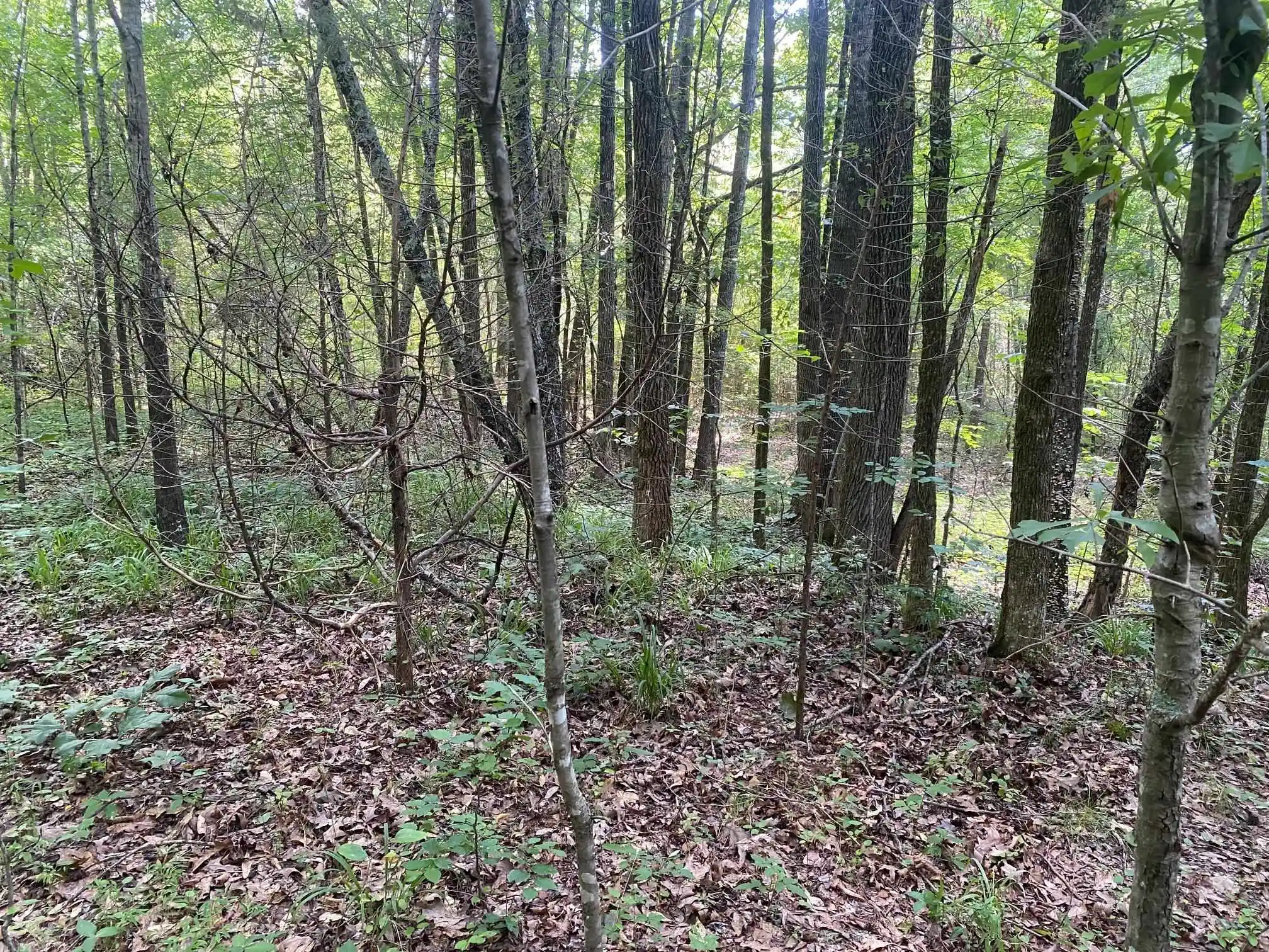 Photo 3 of Land for sale at Leonard Ln, Bethel Springs, TN 38315 | MLS# 10225787 | Listing updated on 2026-09-08