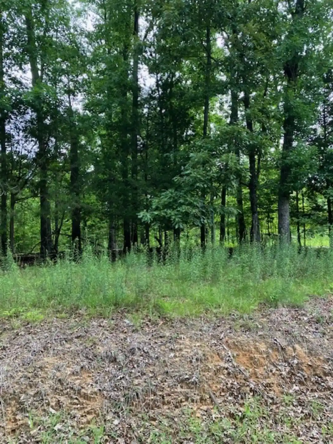 Homes for sale in Somerville, TN | 3075 Rehoboth Rd, Somerville, TN 38068 | MLS# 10225801