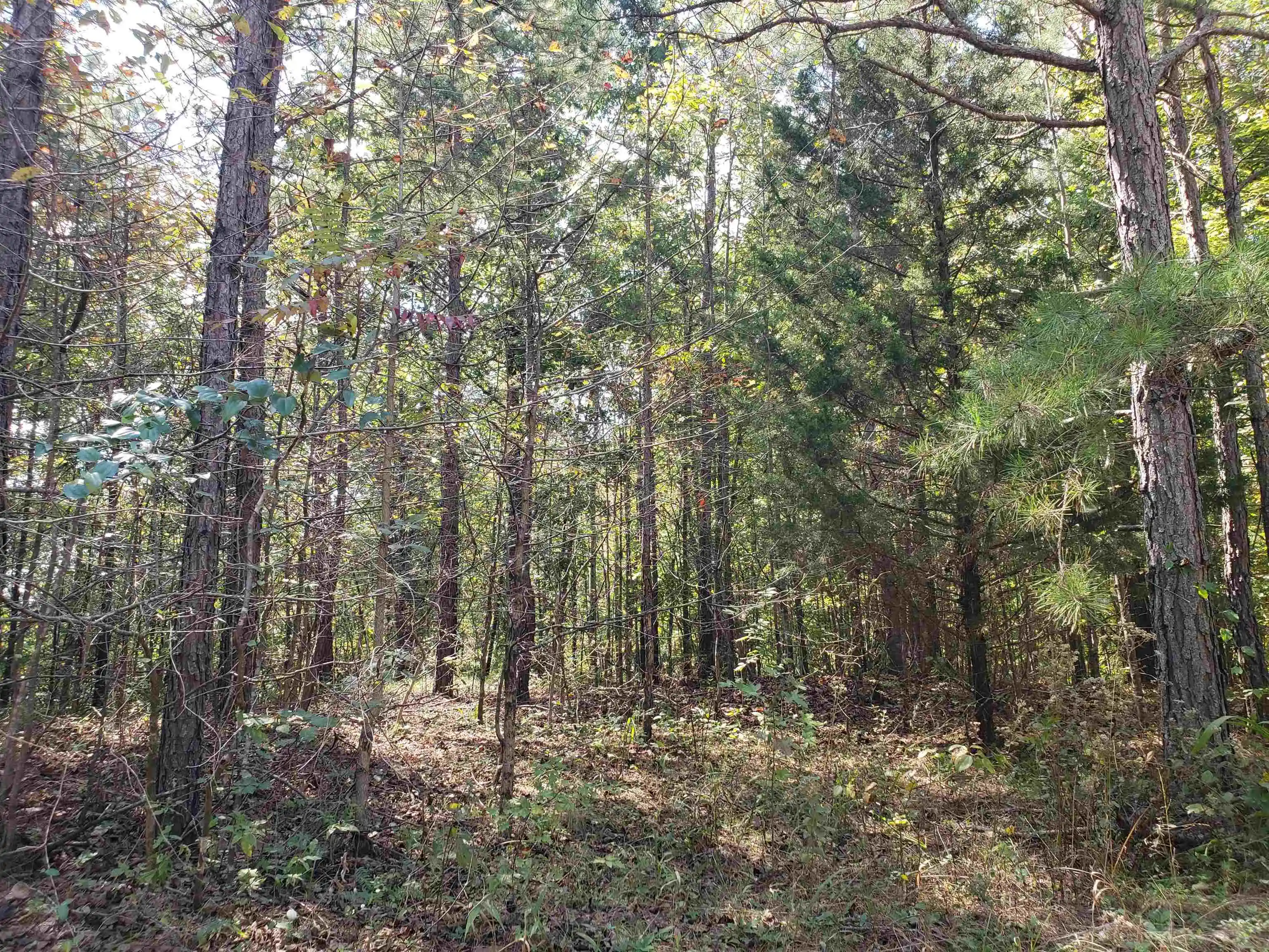 Homes for sale in Falkner, MS | 0 Cr 414 Rd, Falkner, MS 38629 | MLS# 10226736