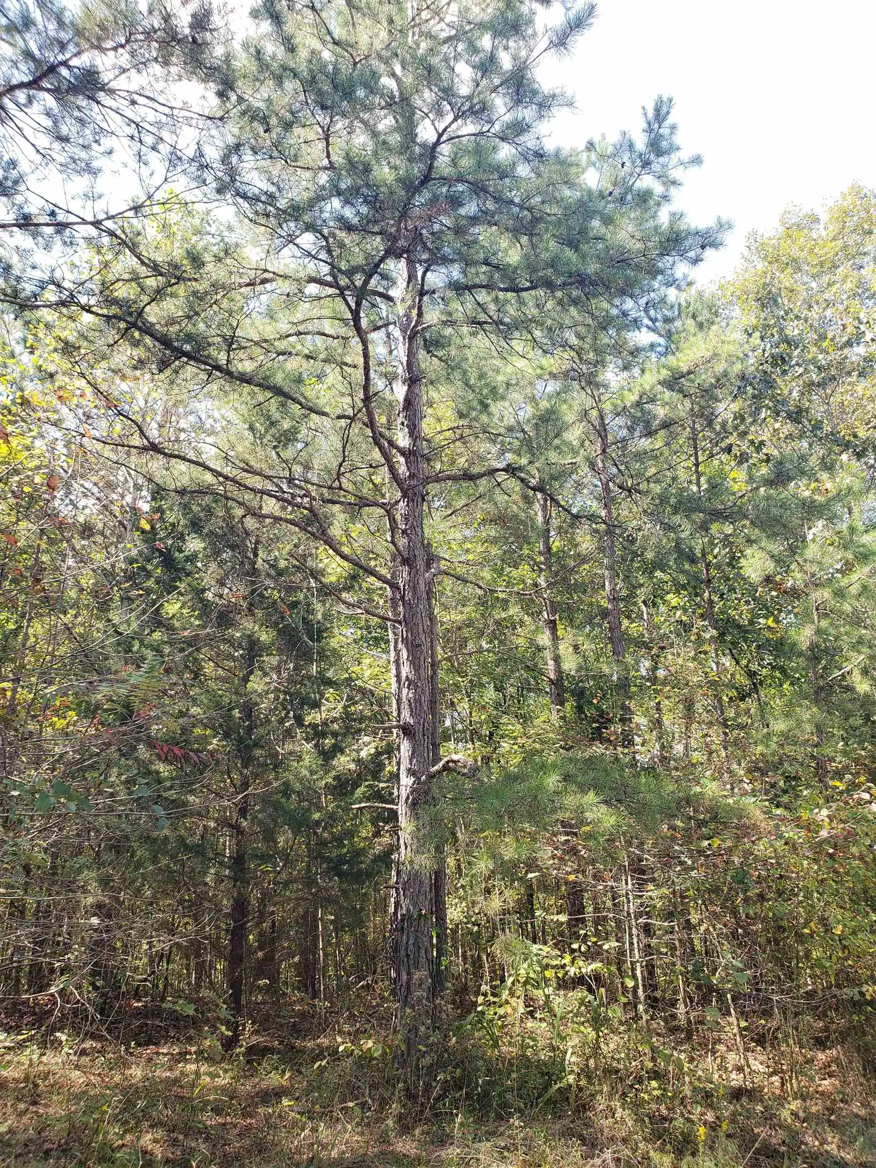 Homes for sale in Falkner, MS | 0 Cr 414 Rd, Falkner, MS 38629 | MLS# 10226736