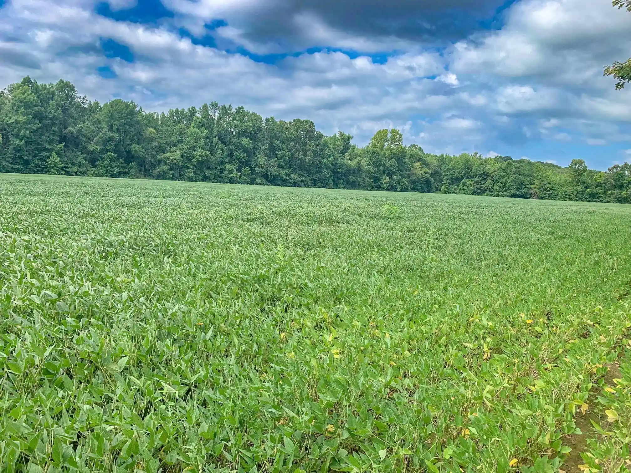 2nd image of 2029 Chewalla Rd, Ramer, TN 38367 | MLS# 10226887